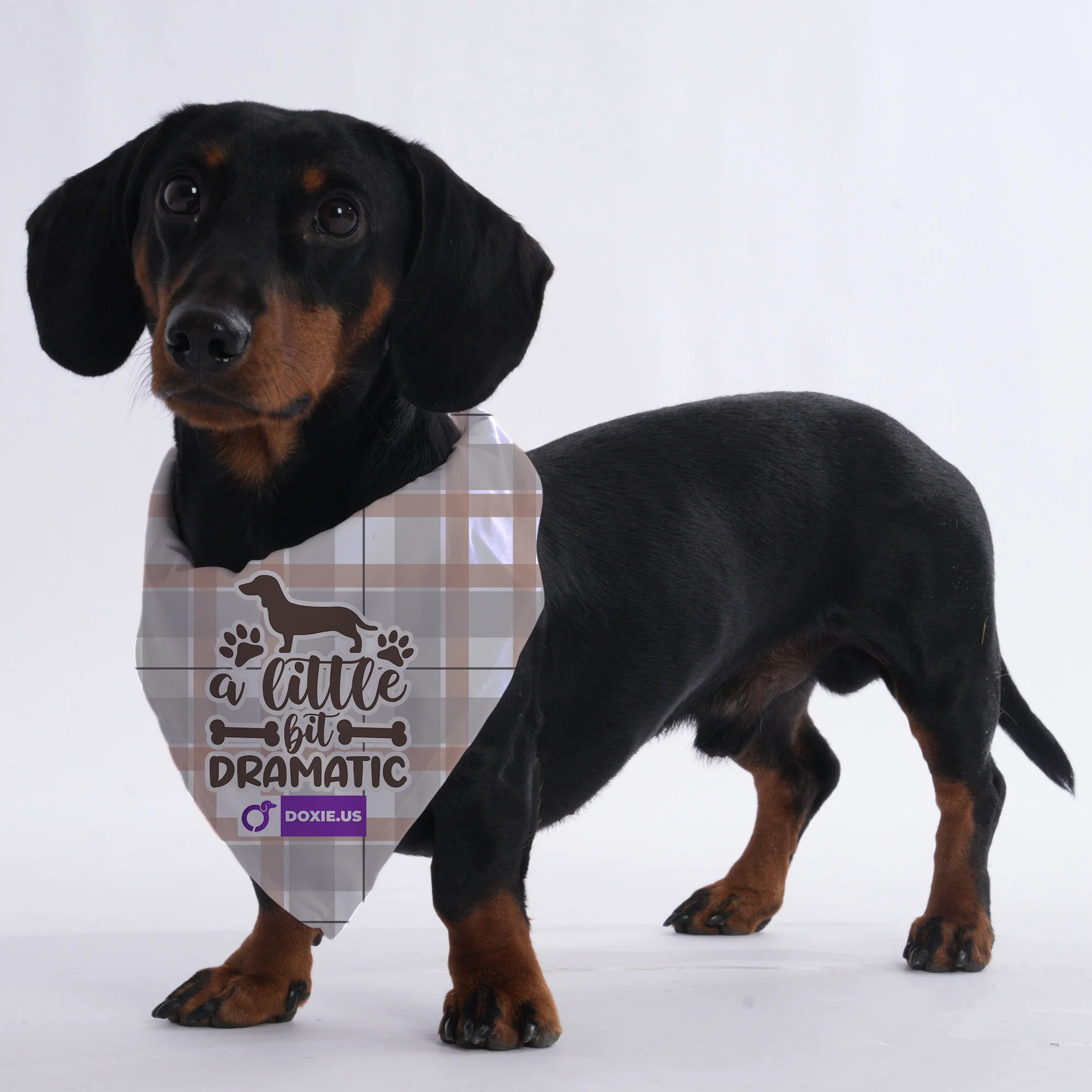 A little bit dramatic - Bandanas for Dachshunds - Image 2