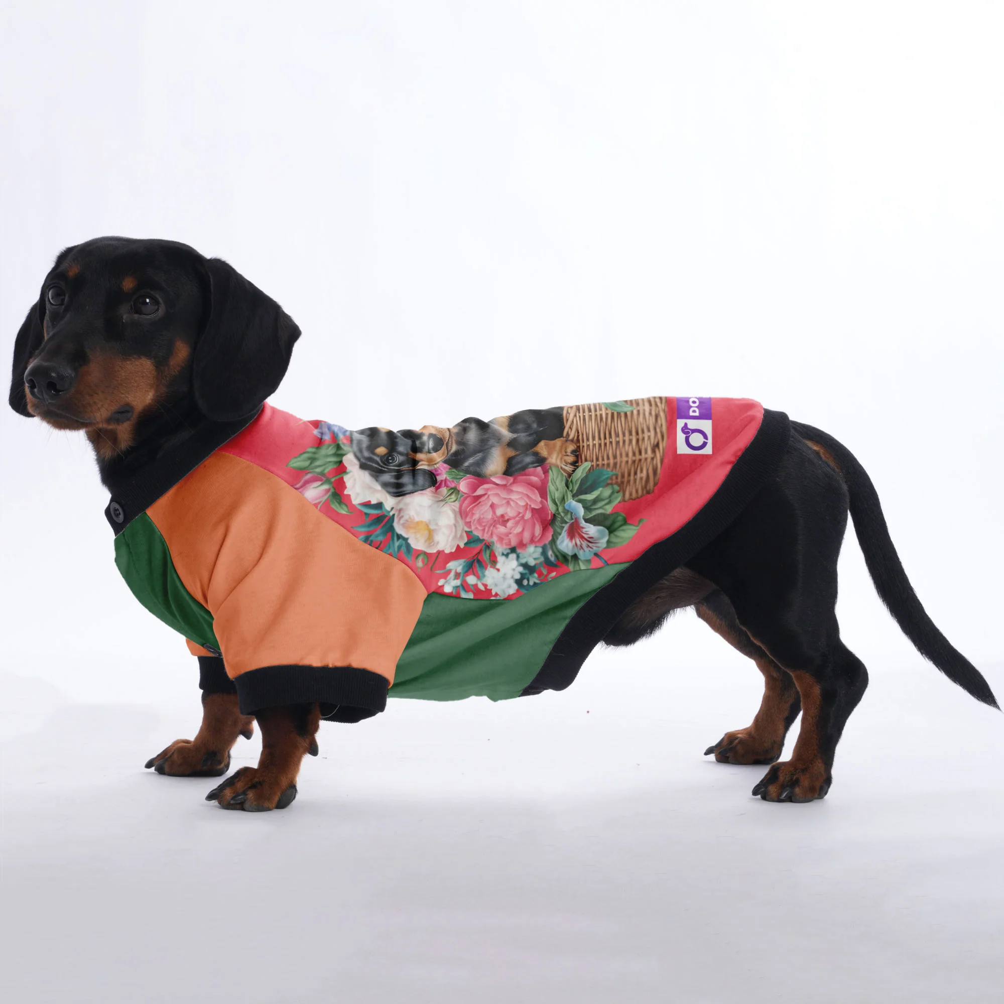 Alan - Jacket for Dachshunds - Image 2