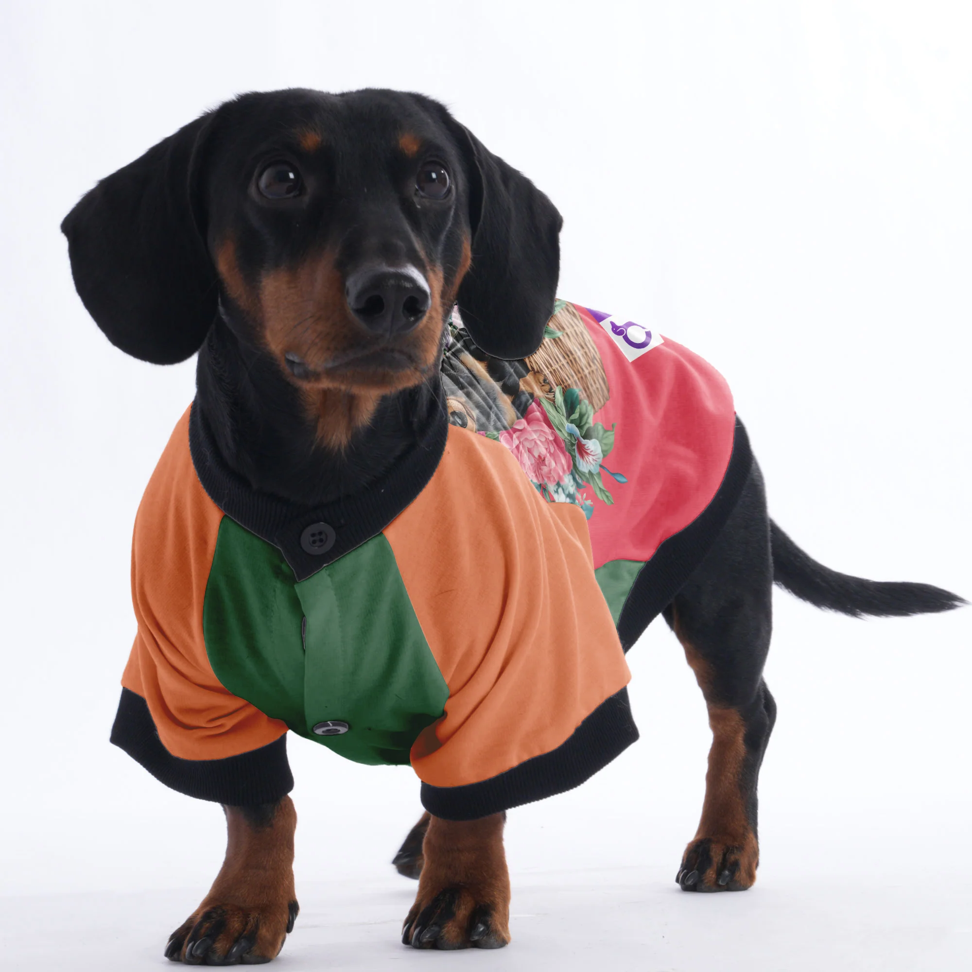 Alan - Jacket for Dachshunds - Image 3