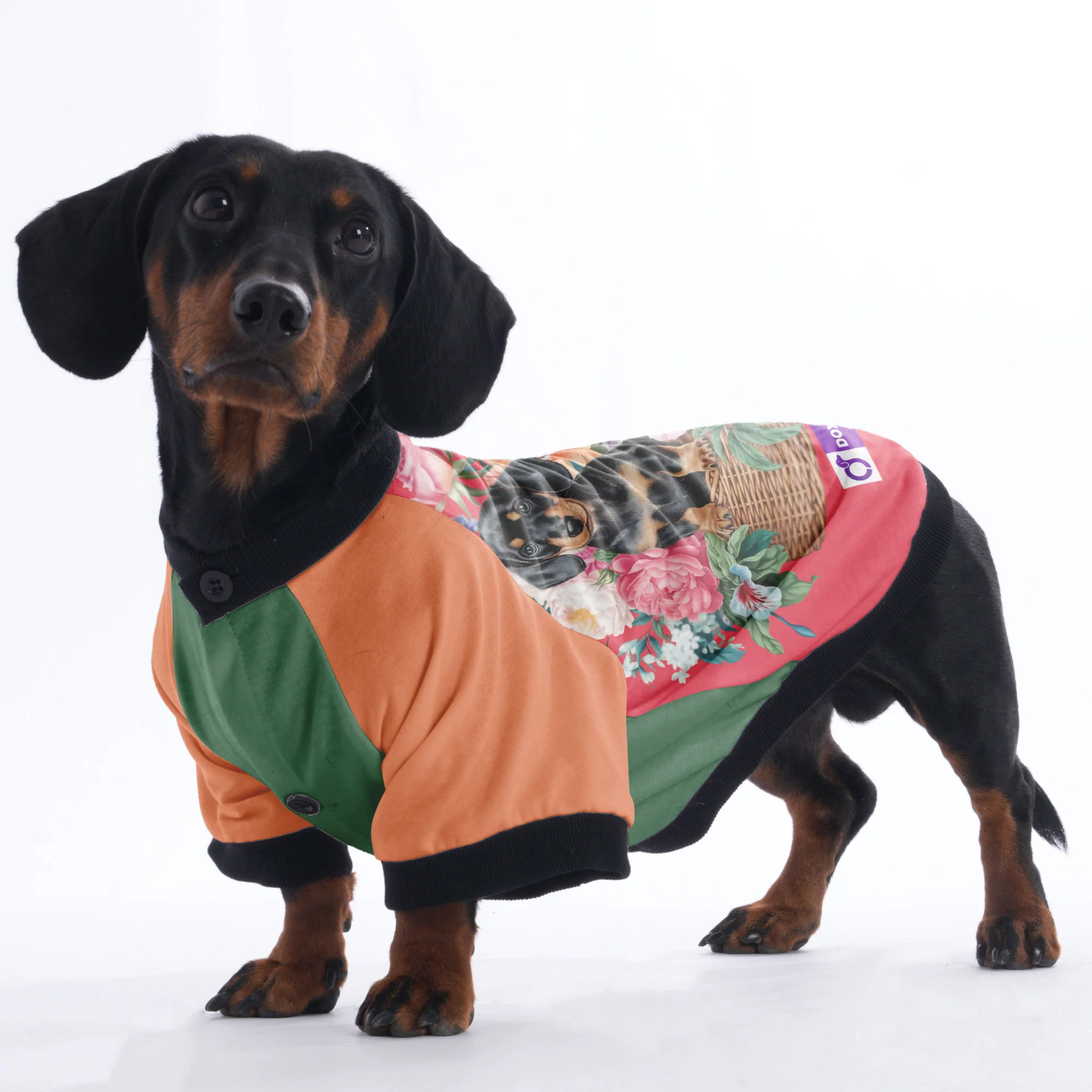 Alan - Jacket for Dachshunds - Image 4