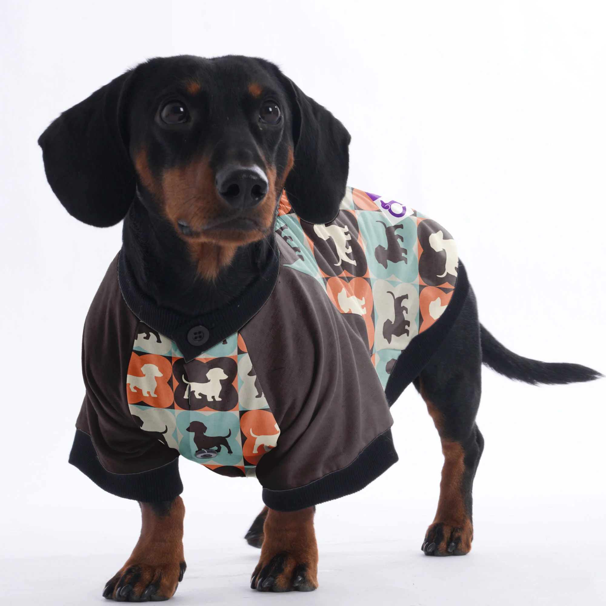 Molly - Jacket for Dachshunds - Image 2
