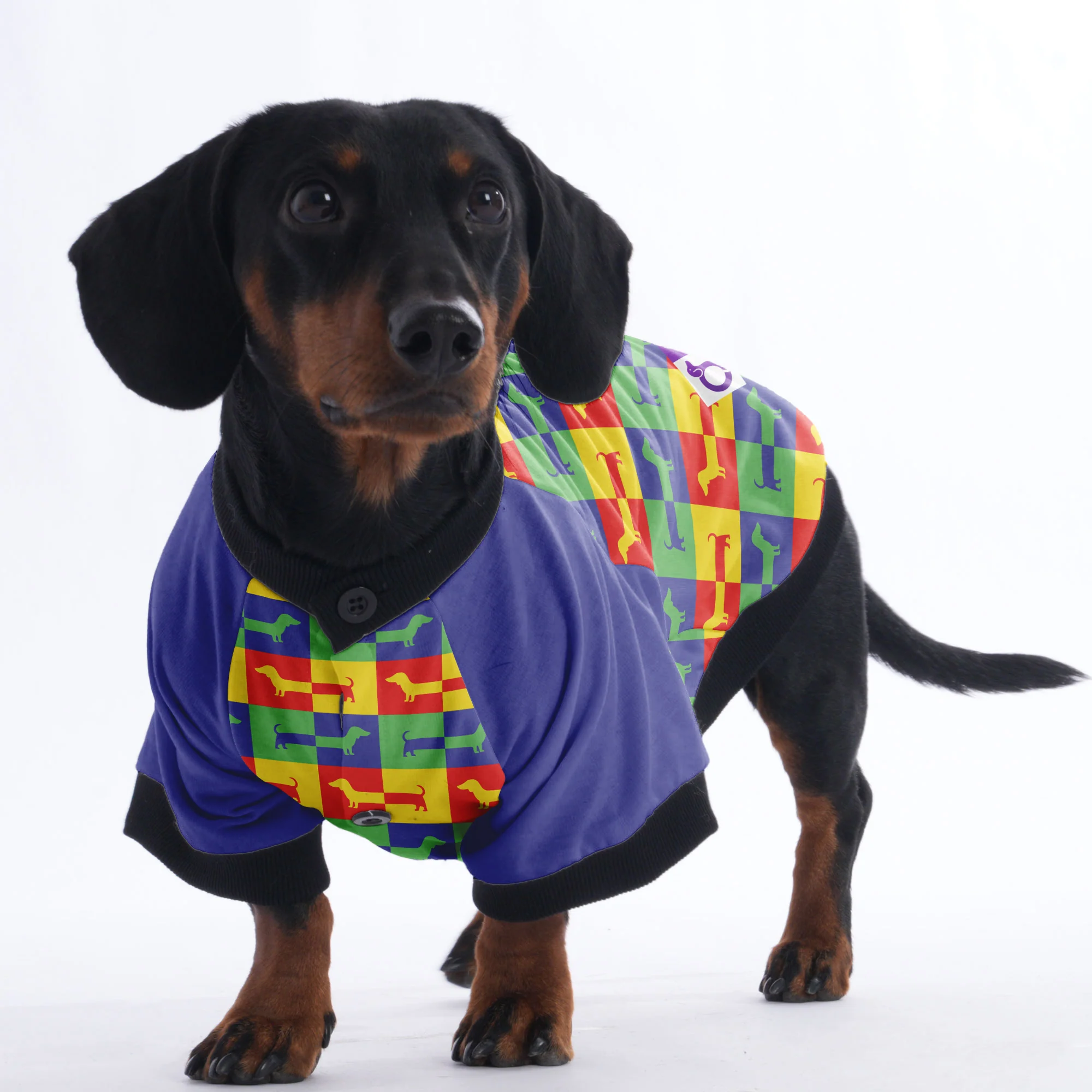 Nelson - Jacket for Dachshunds - Image 3