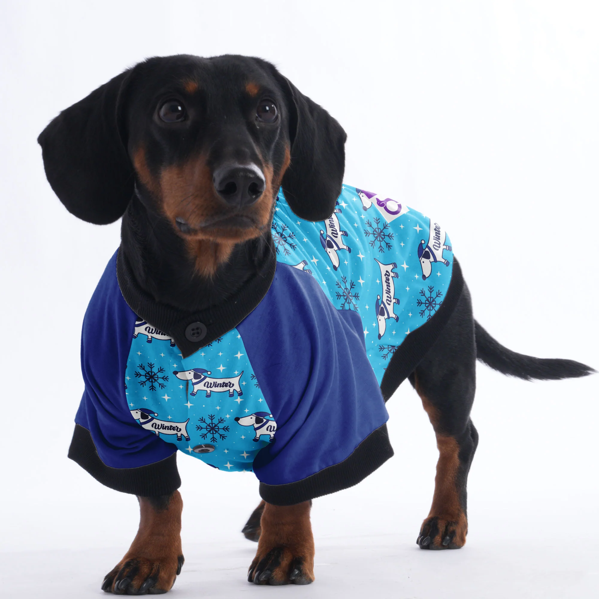 Tucker- Jacket for Dachshunds - Image 4