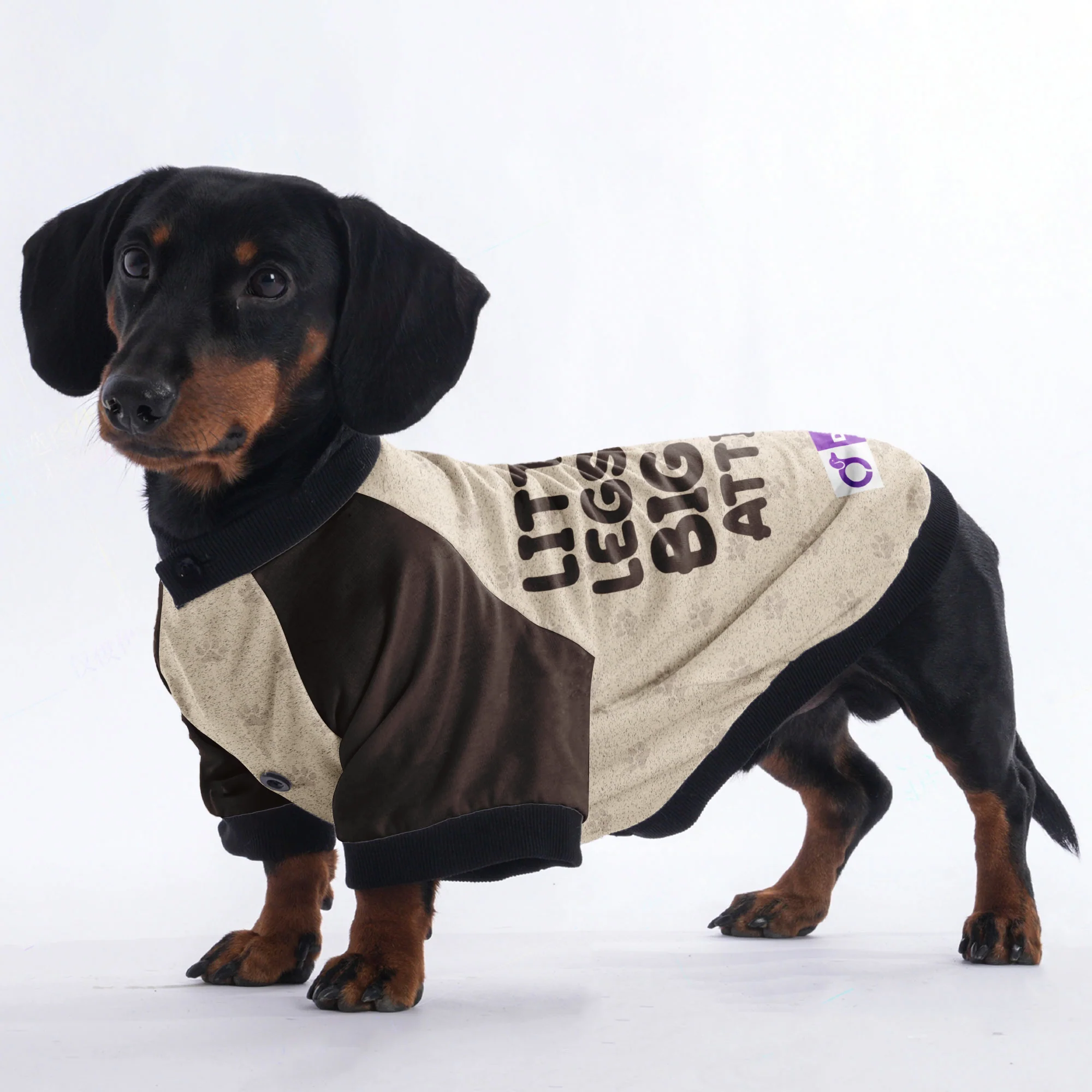 LITTLE LEGS, BIG ATTITUDE - Jacket for Dachshunds - Image 2