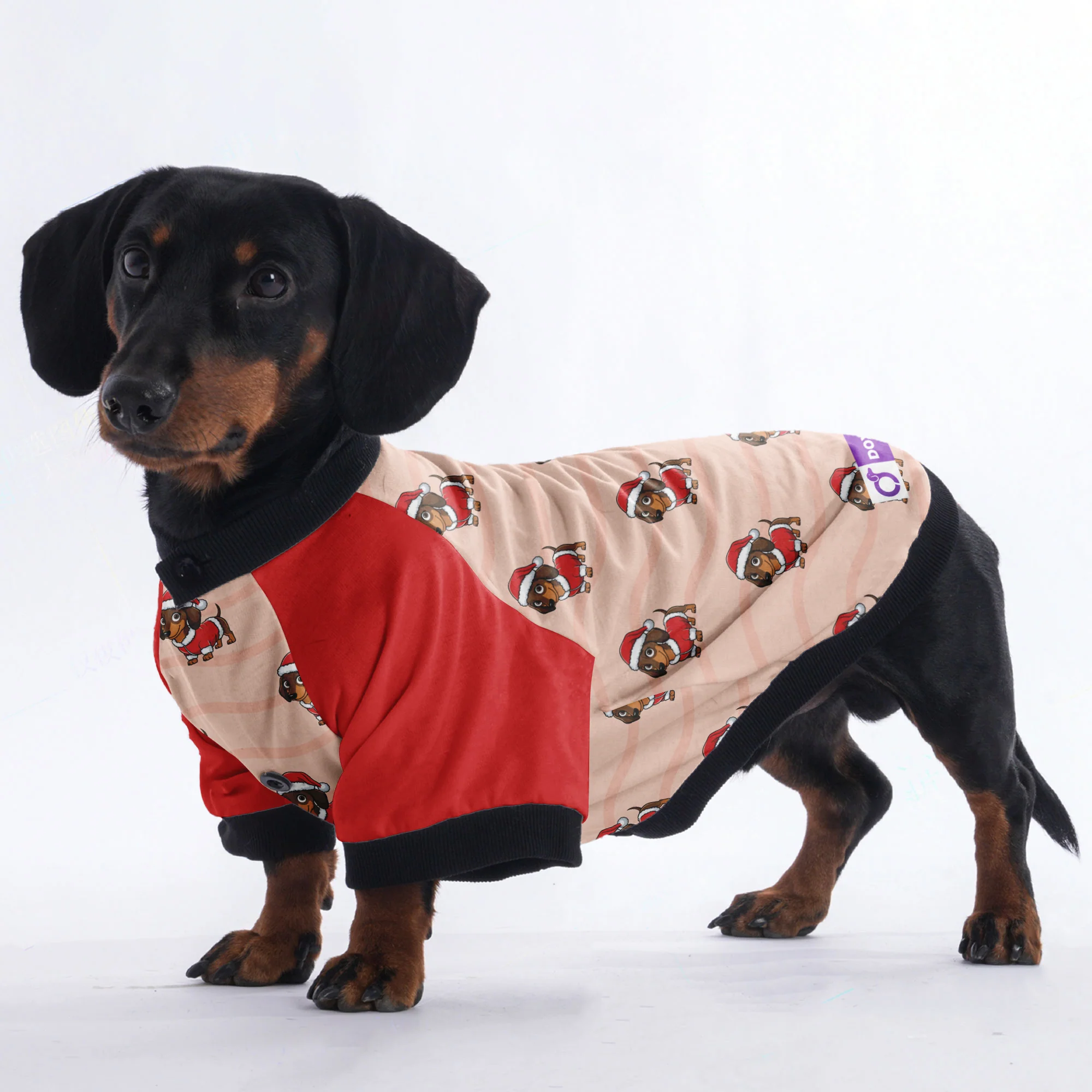 Winnie - Jacket for Dachshunds - Image 3