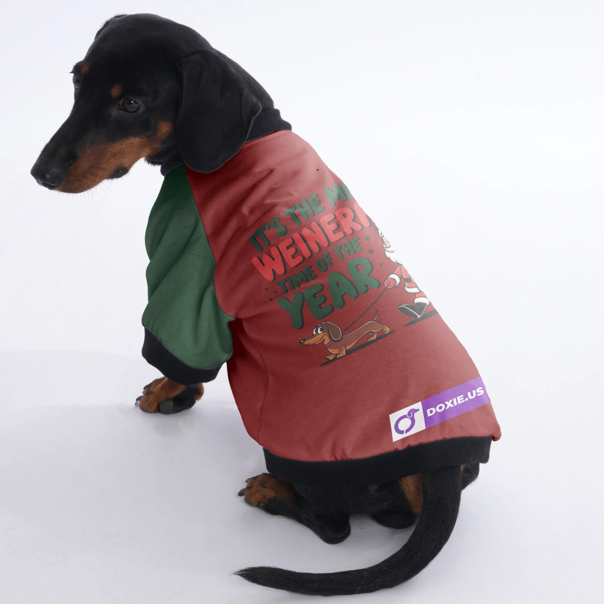 Max - Jacket for Dachshunds - Image 3