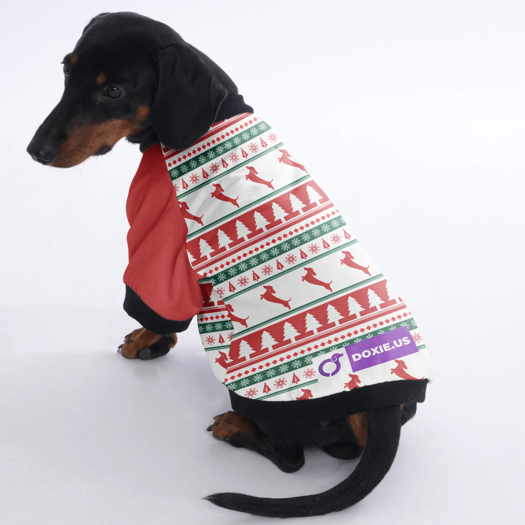 Tyler - Jacket for Dachshunds - Image 2