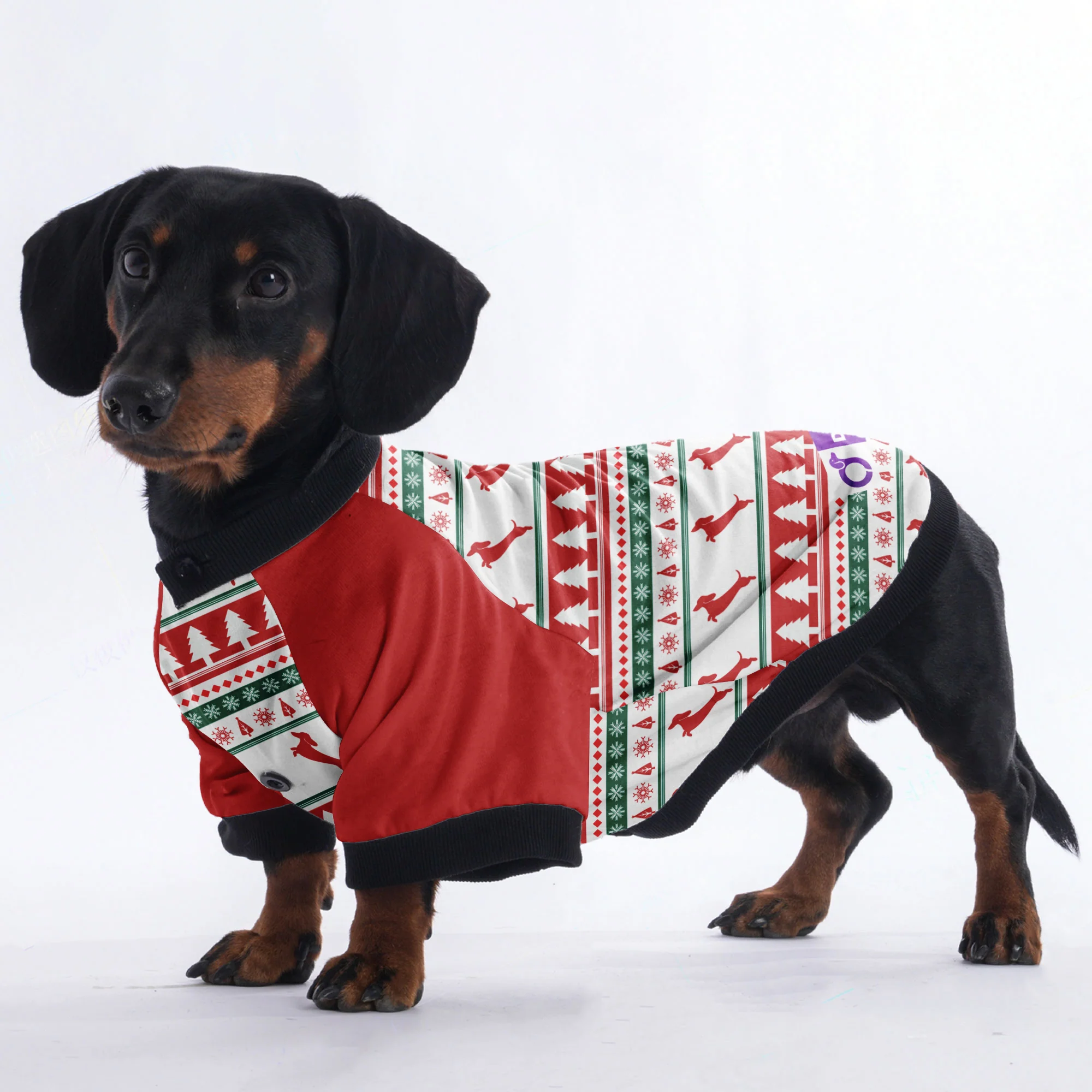 Tyler - Jacket for Dachshunds - Image 3