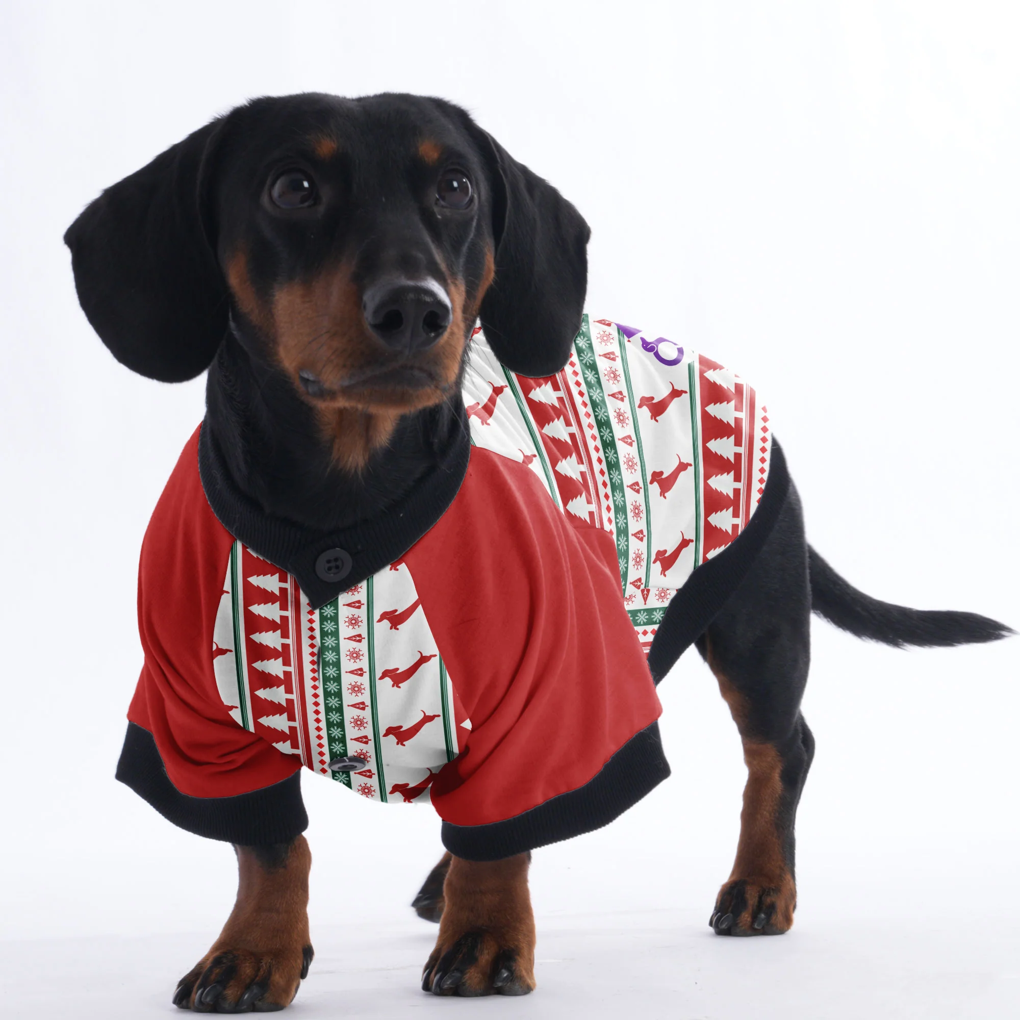 Tyler - Jacket for Dachshunds - Image 4