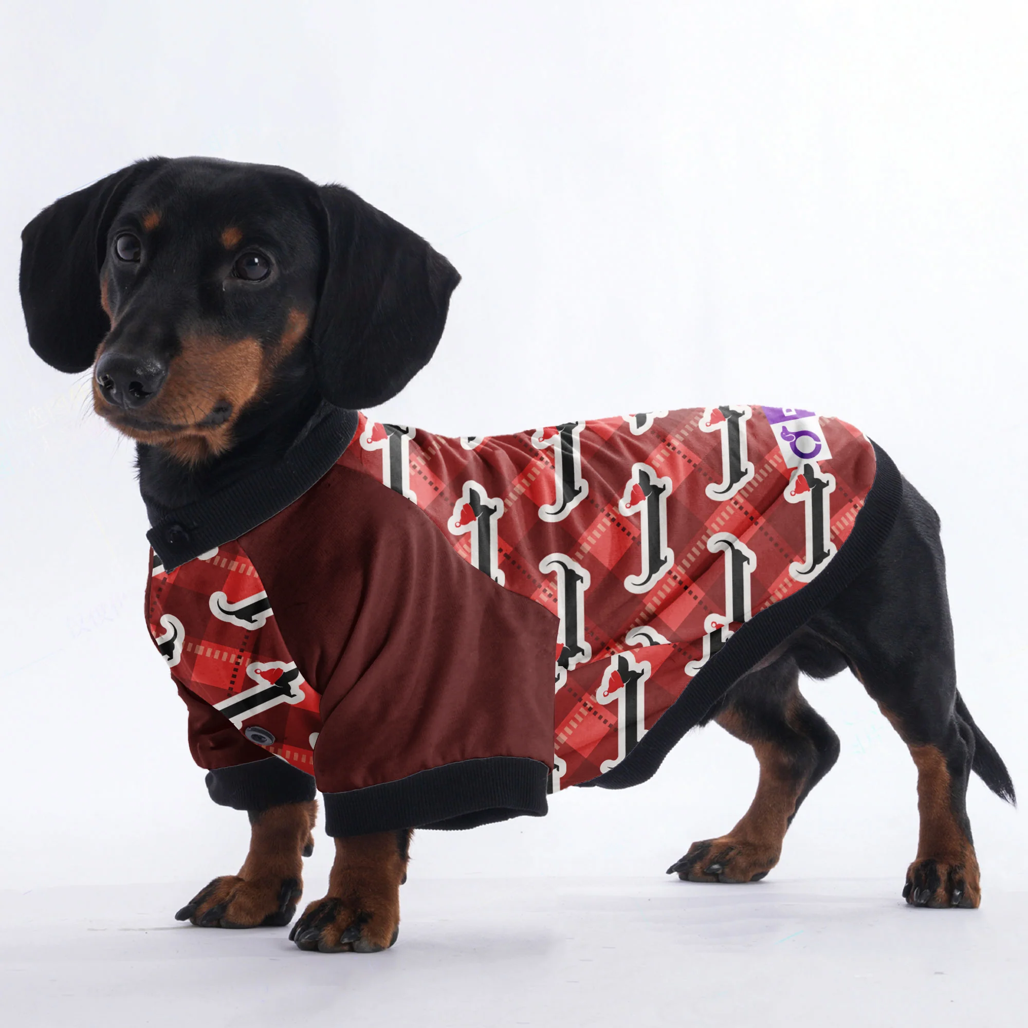 Gus - Jacket for Dachshunds - Image 2