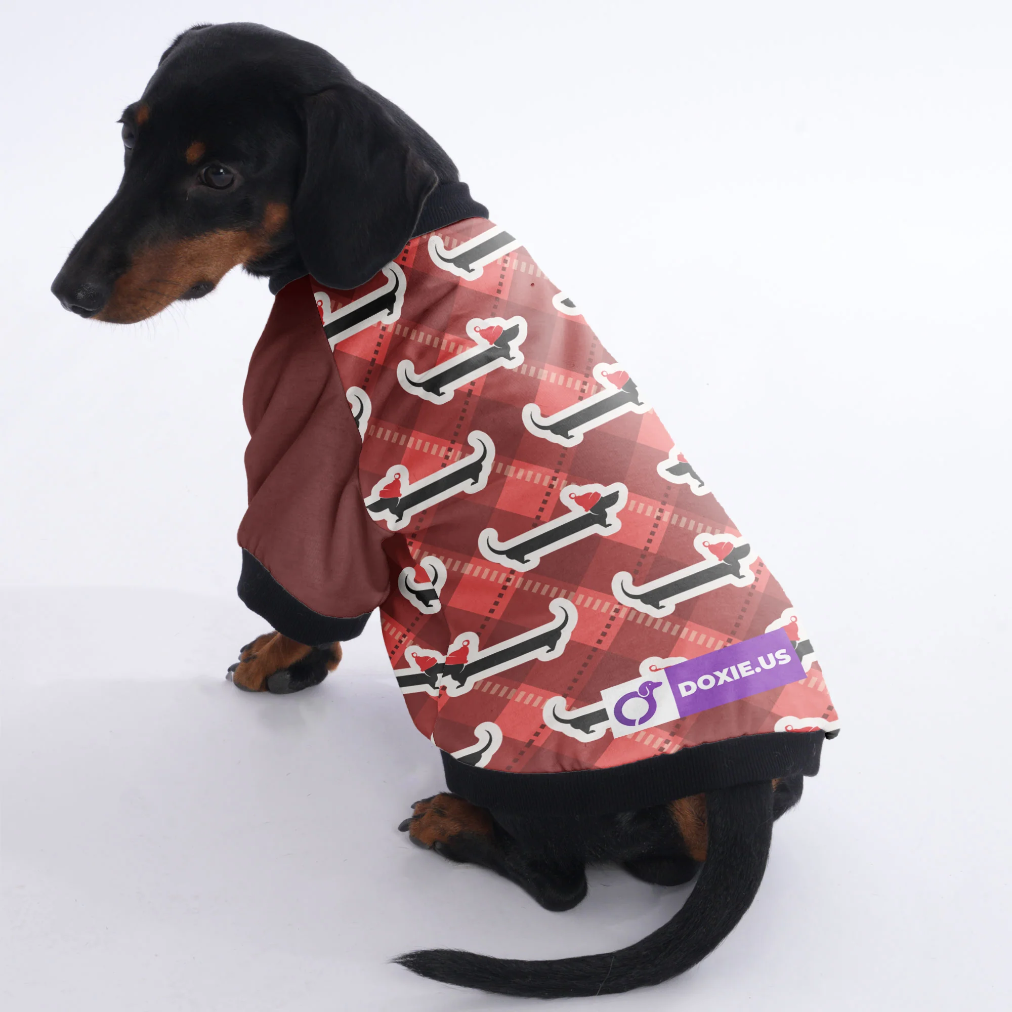 Gus - Jacket for Dachshunds - Image 5