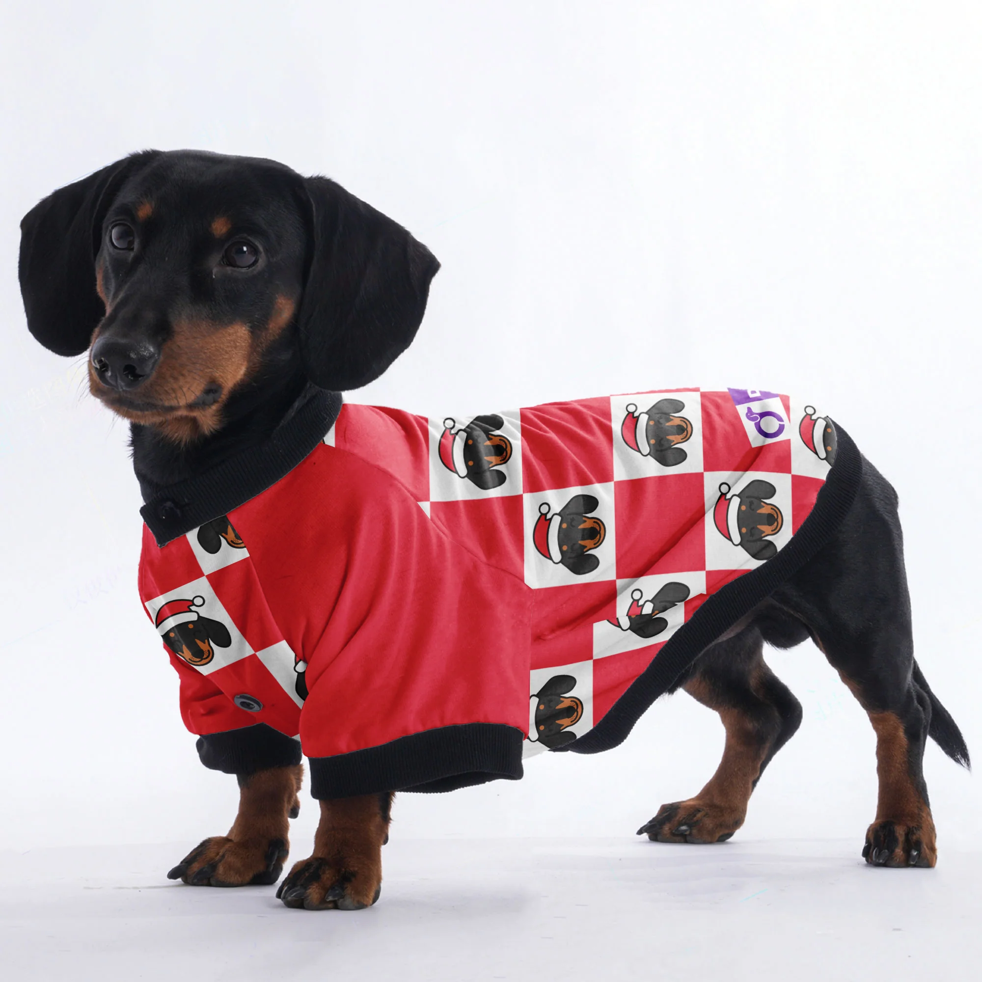 Rolo  - Jacket for Dachshunds - Image 2