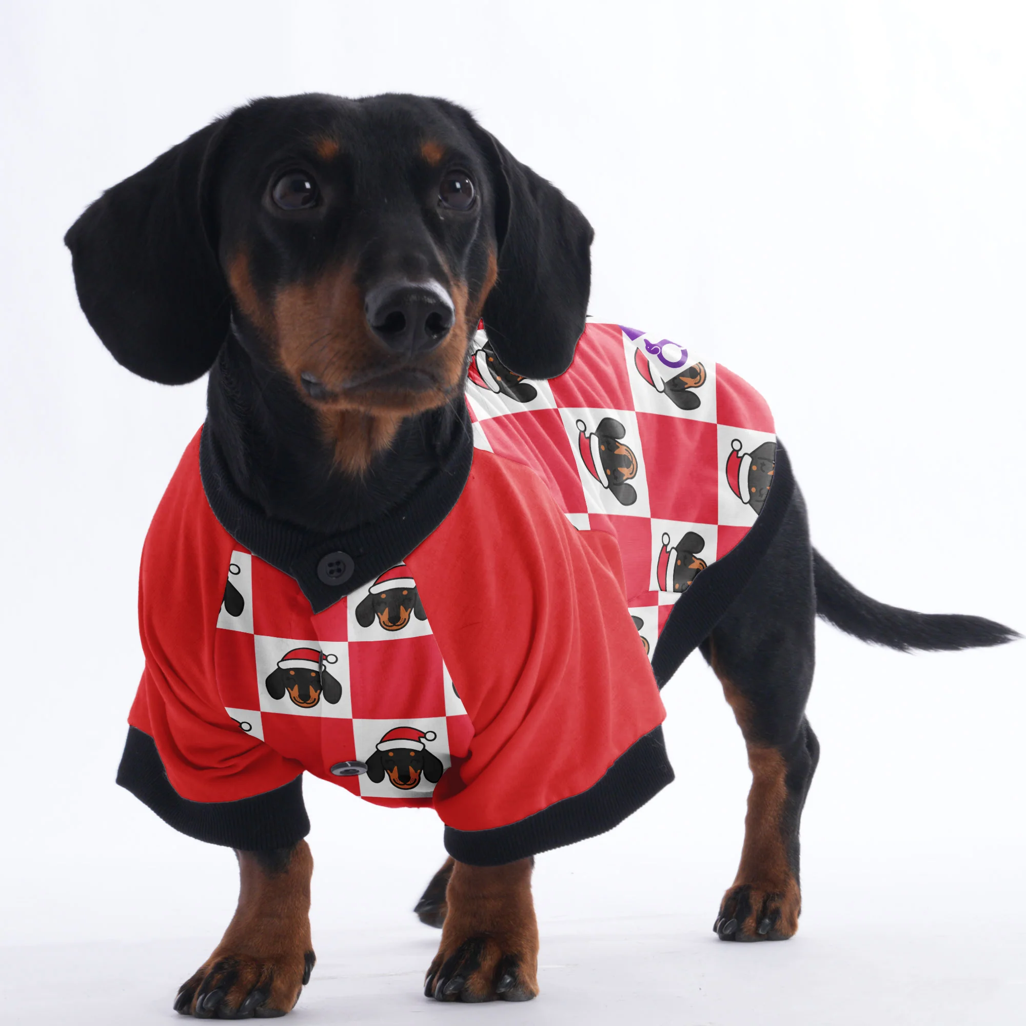 Rolo  - Jacket for Dachshunds - Image 3