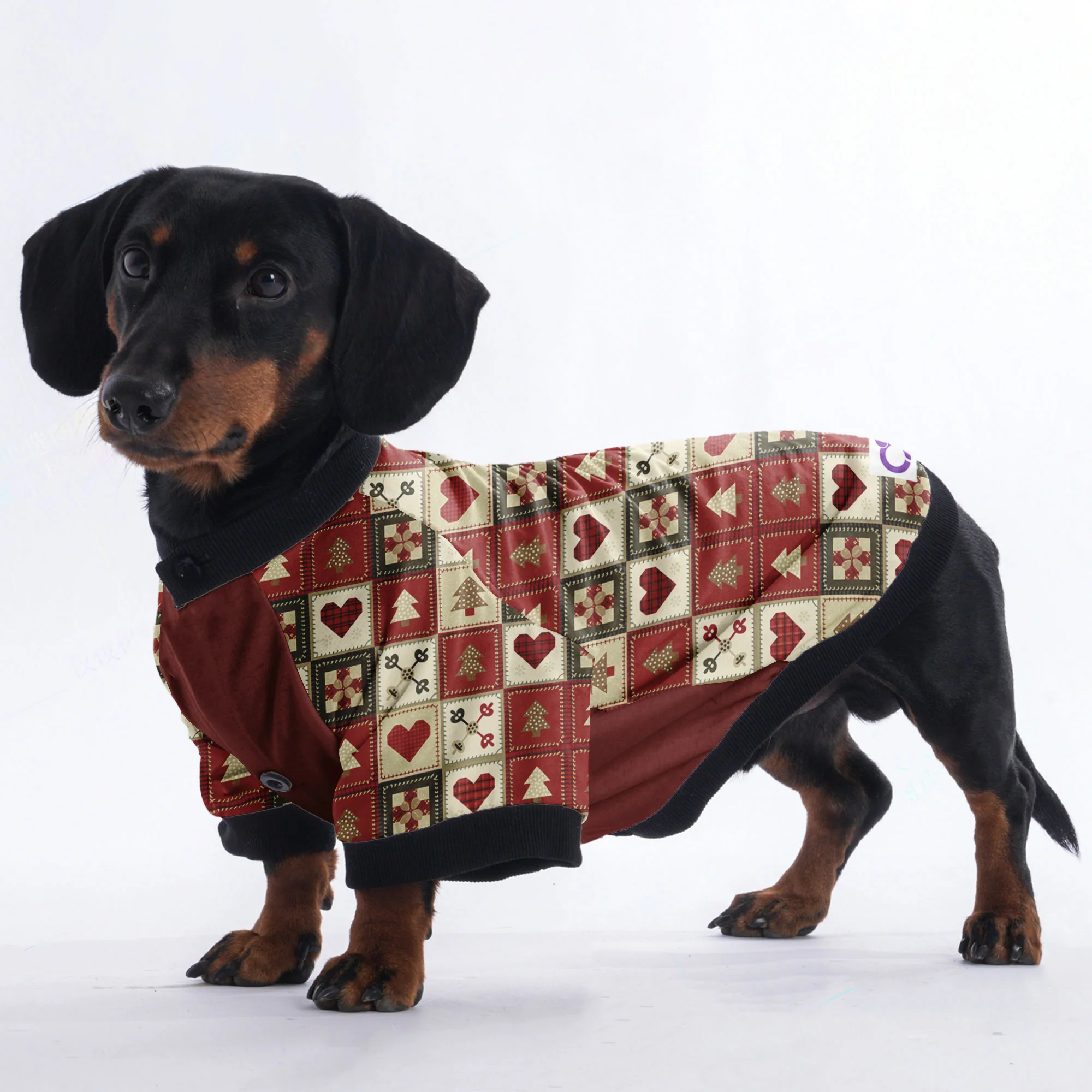 Bailey - Jacket for Dachshunds - Image 2