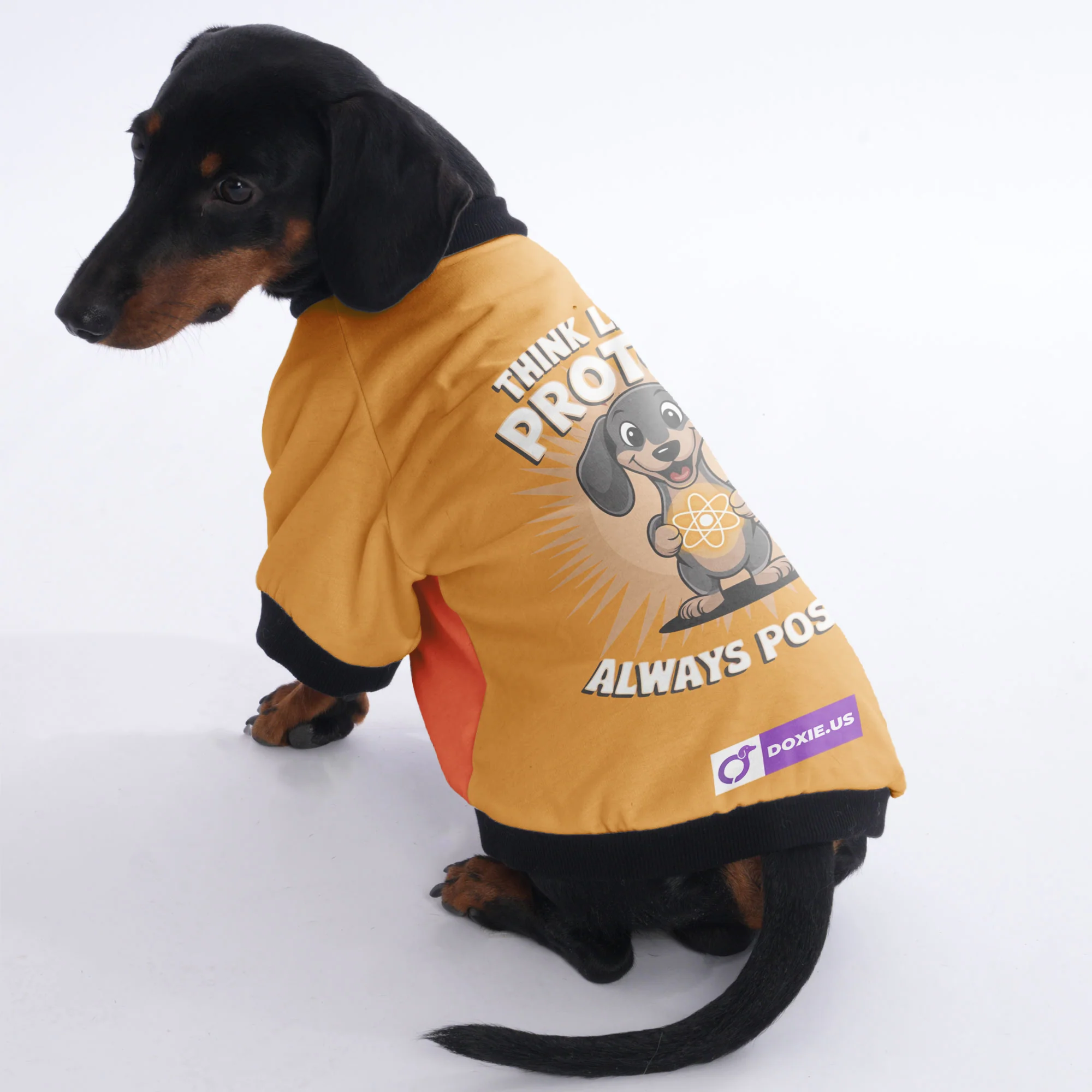 Bruno - Jacket for Dachshunds