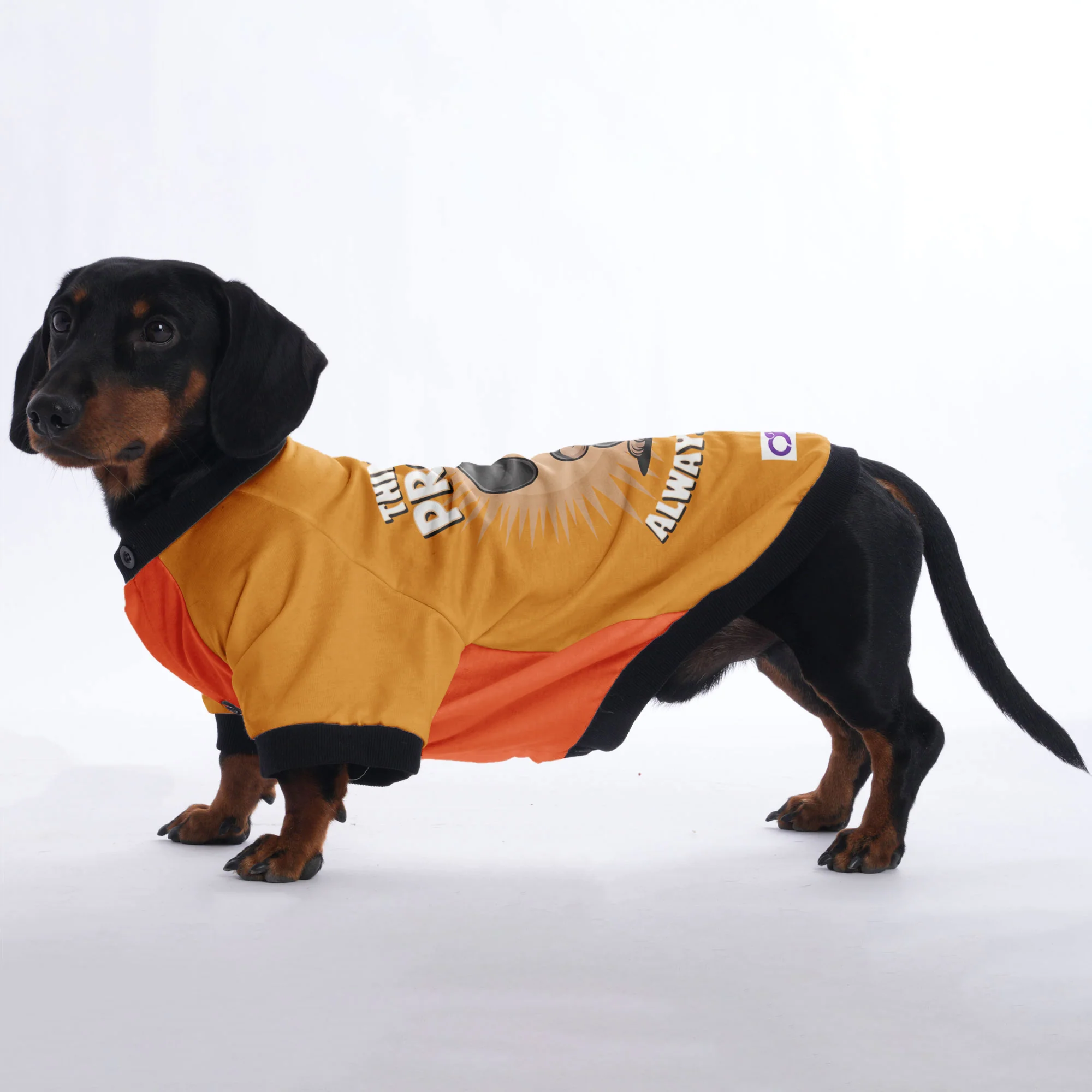 Bruno - Jacket for Dachshunds - Image 3