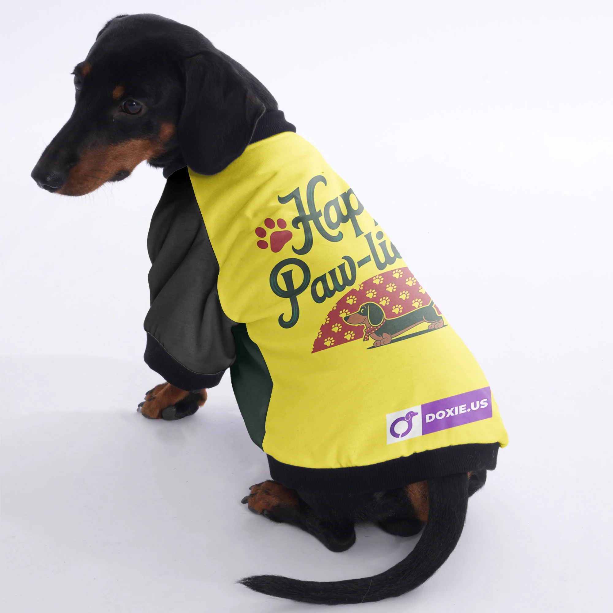 Buddy - Jacket for Dachshunds - Image 2
