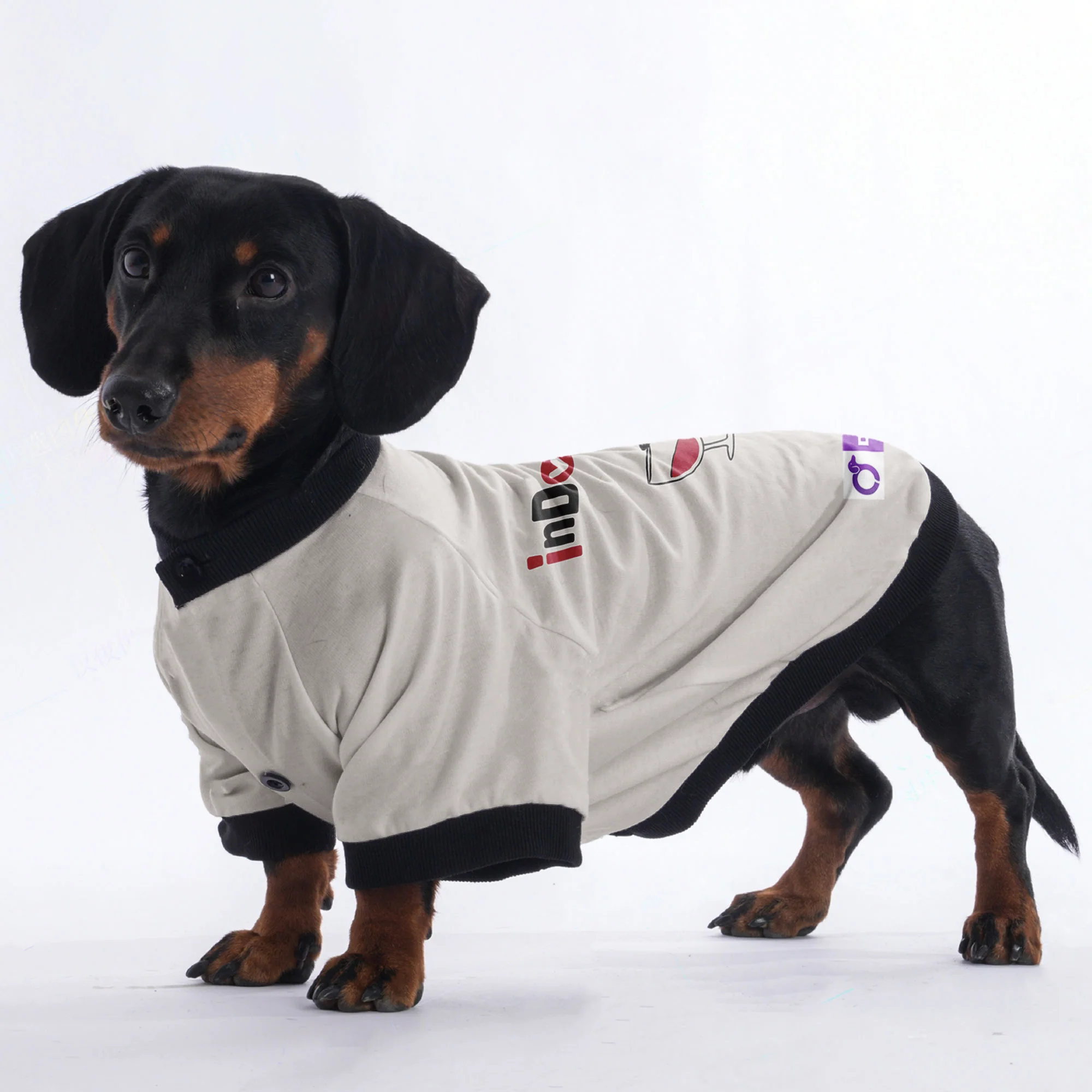 Chloe - Jacket for Dachshunds - Image 4
