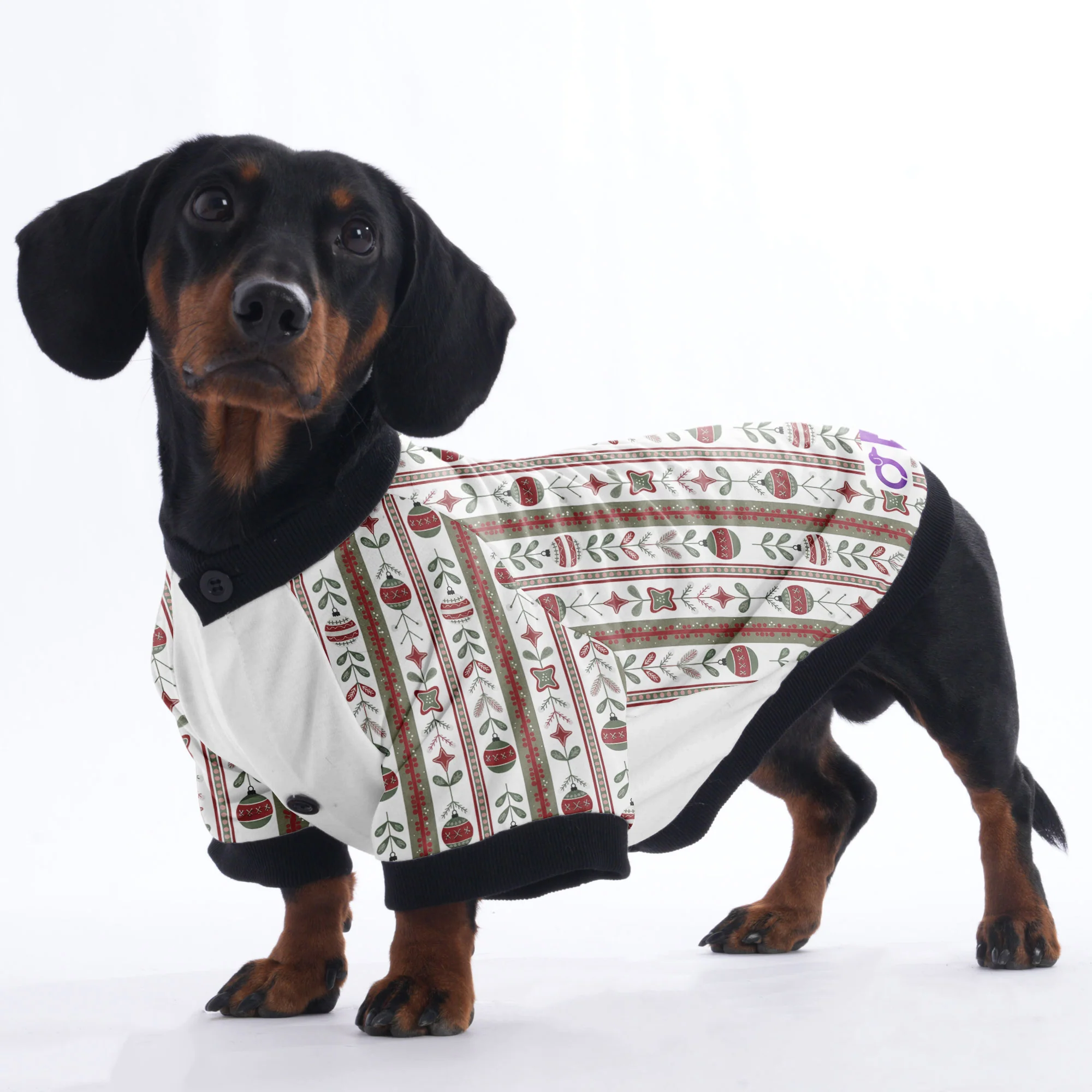 Cooper - Jacket for Dachshunds - Image 3