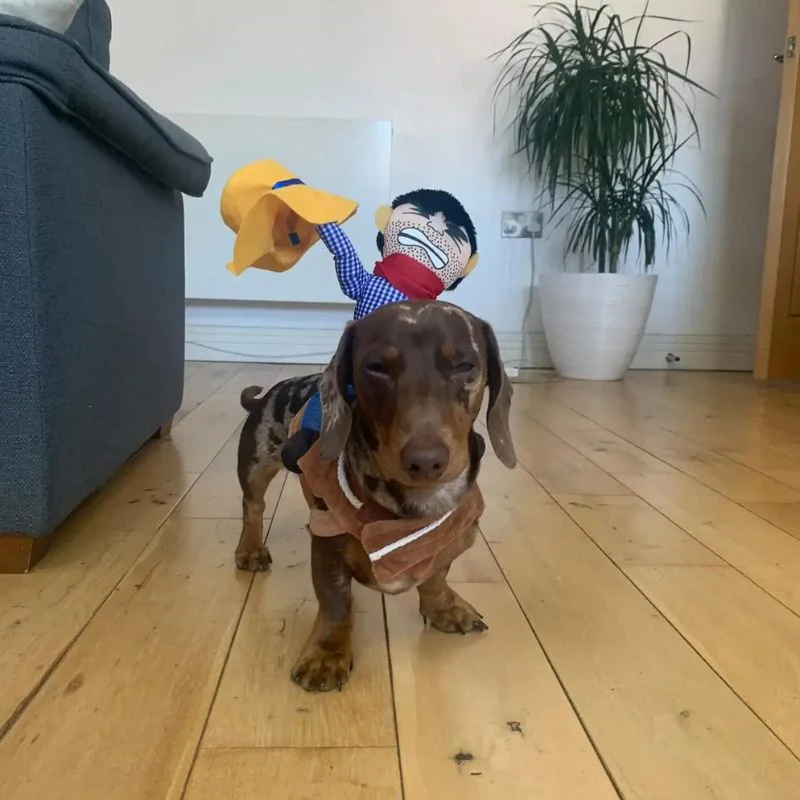 Cowboy Costume for Dachshunds Stylish Doxie Halloween Outfit - Image 3