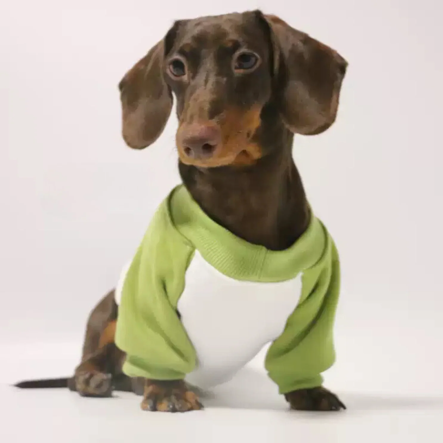 Cozy Dachshund Sweater Ribbed Collar and Snug Fit - Image 2