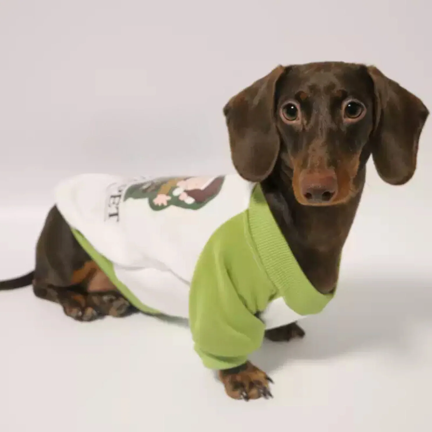 Cozy Dachshund Sweater Ribbed Collar and Snug Fit - Image 4