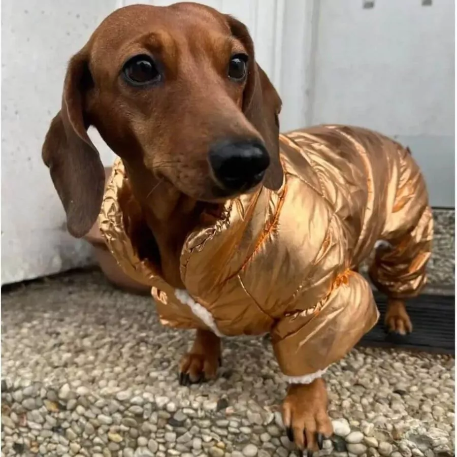 Cozy Dachshund Winter Coat Secure Button Closure for Snug Fit - Image 3