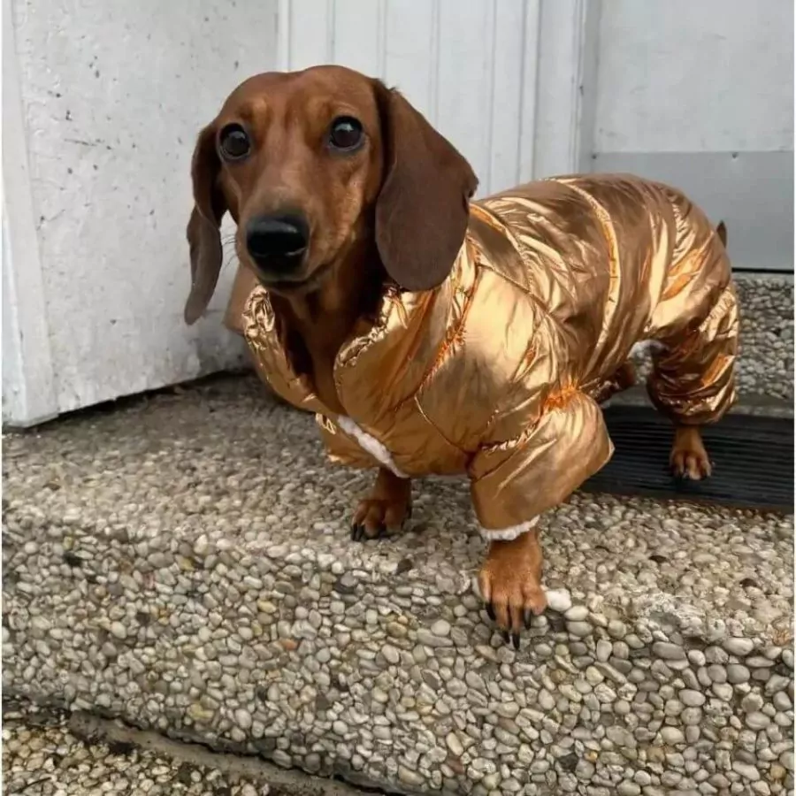 Cozy Dachshund Winter Coat Secure Button Closure for Snug Fit - Image 4