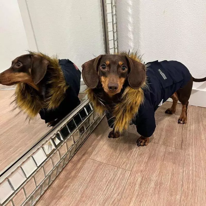 CozyTail Dachshund Winter Coat - Image 2