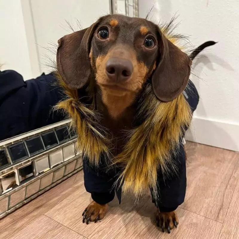 CozyTail Dachshund Winter Coat - Image 4