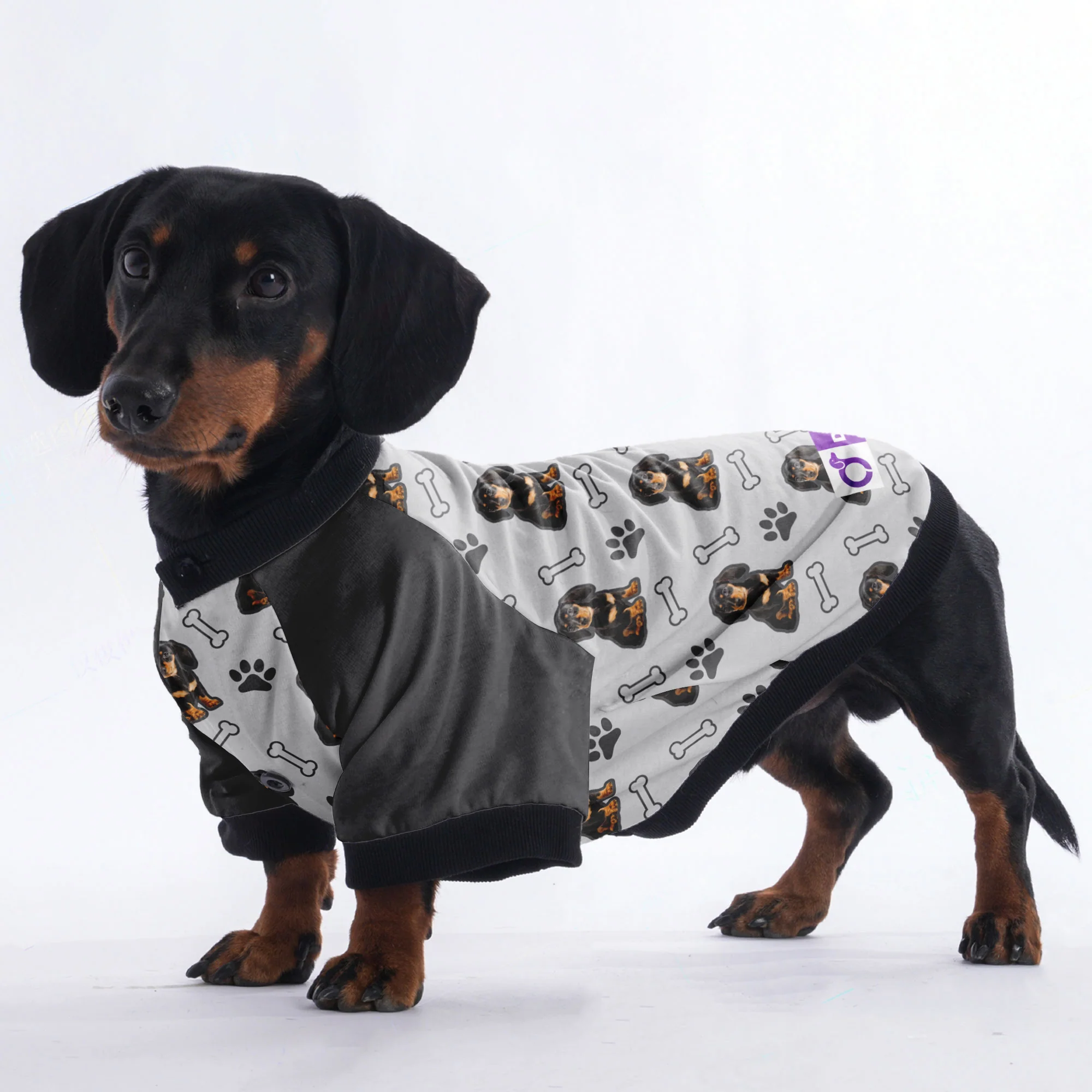 Custom Jacket for Dachshunds Featuring with dachshund's picture - Image 3