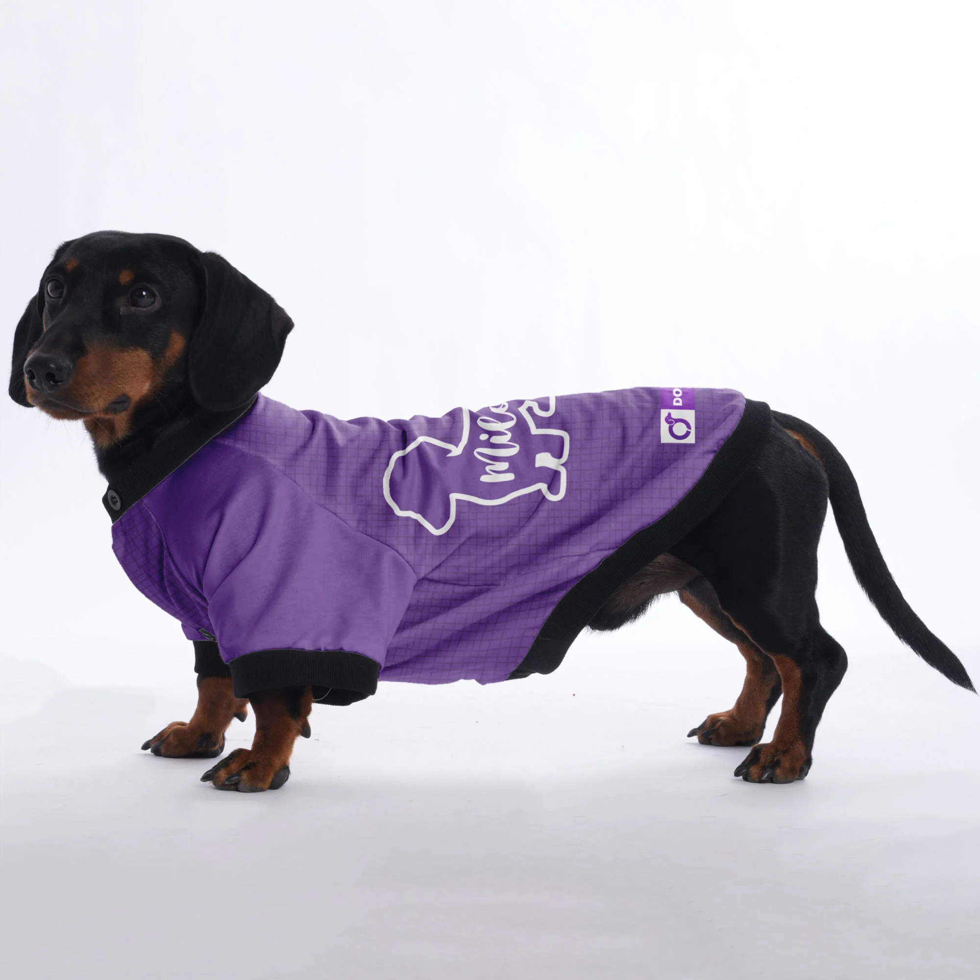 Custom Jacket for Dachshunds Featuring Your dachshund's Name - Image 2