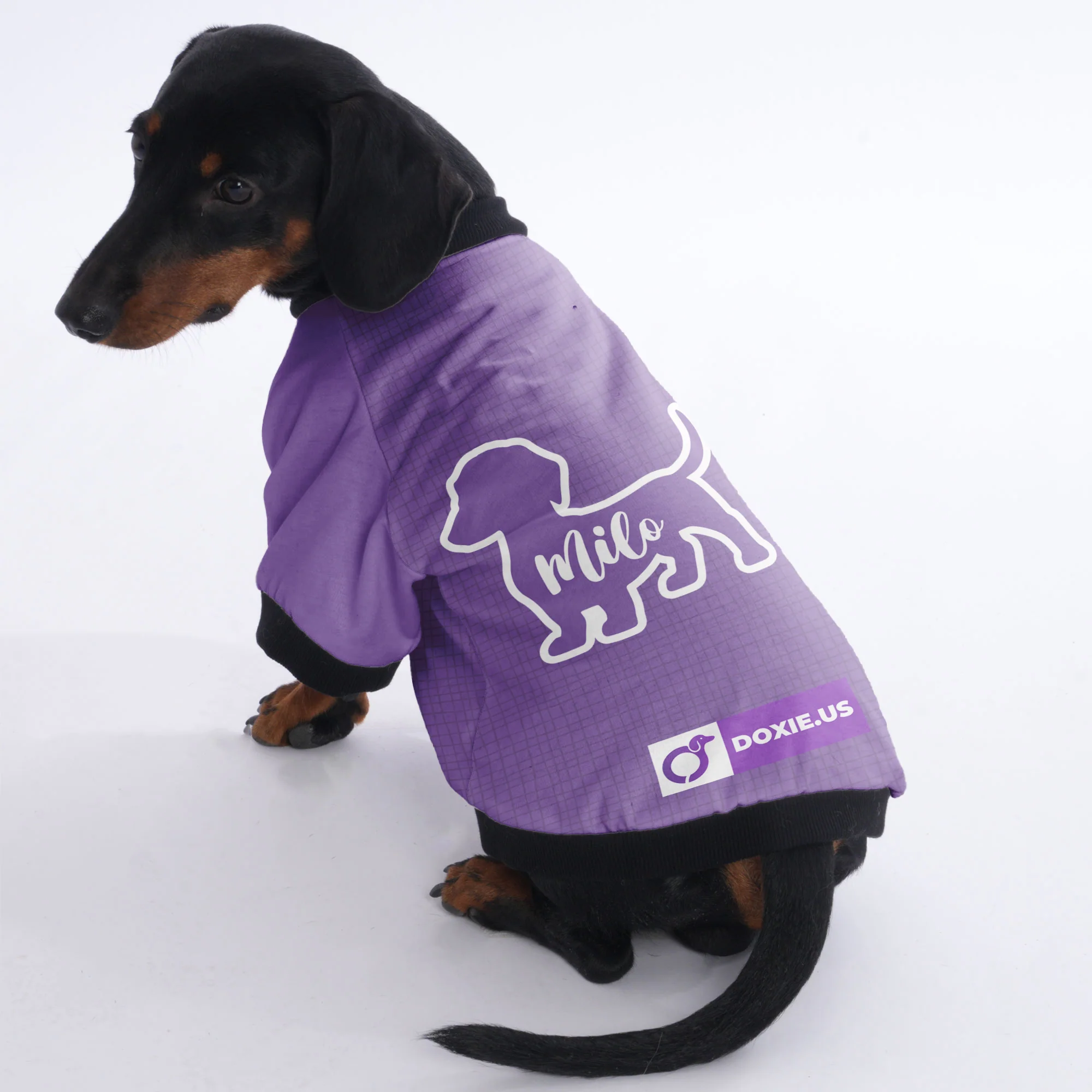 Custom Jacket for Dachshunds Featuring Your dachshund's Name - Image 3