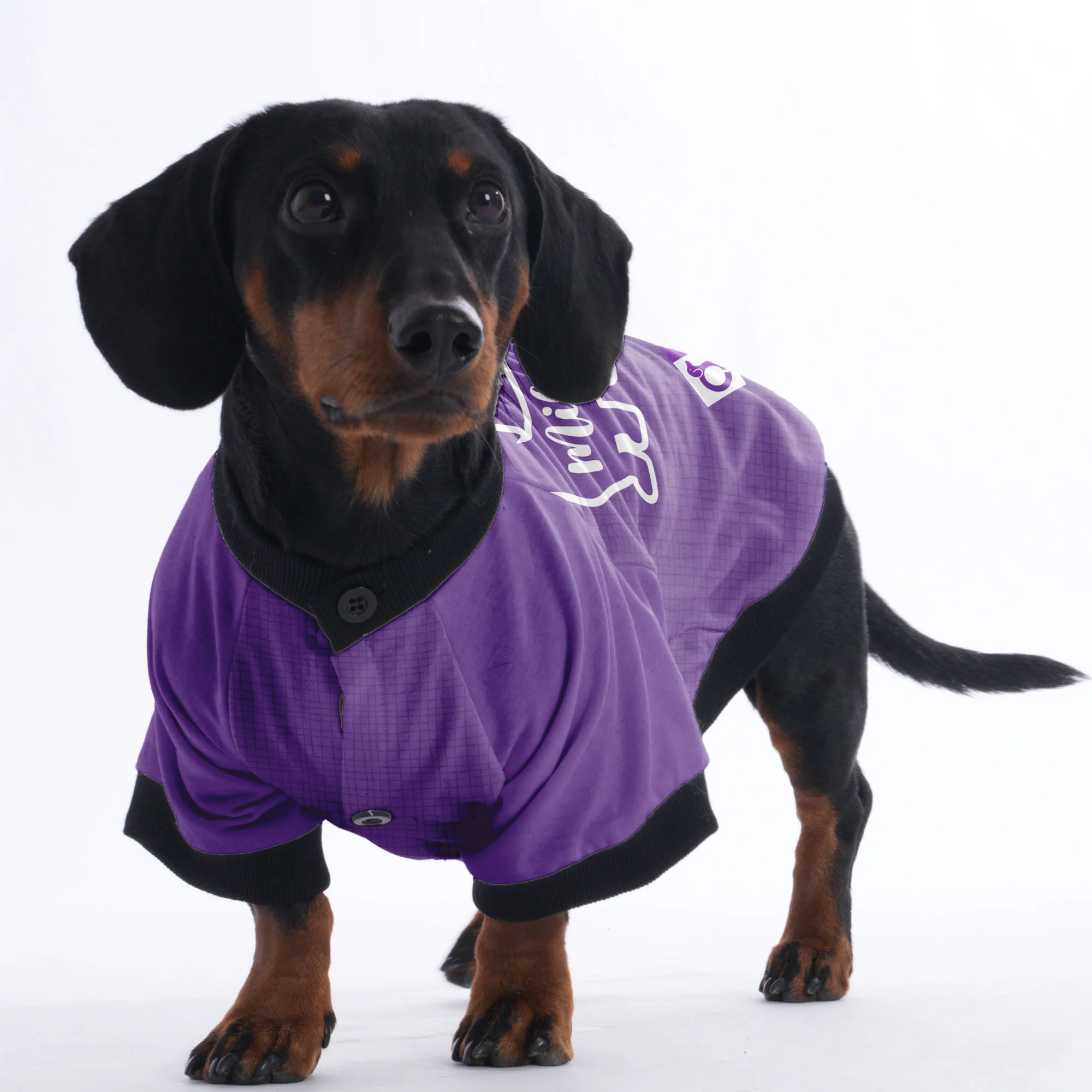 Custom Jacket for Dachshunds Featuring Your dachshund's Name - Image 4