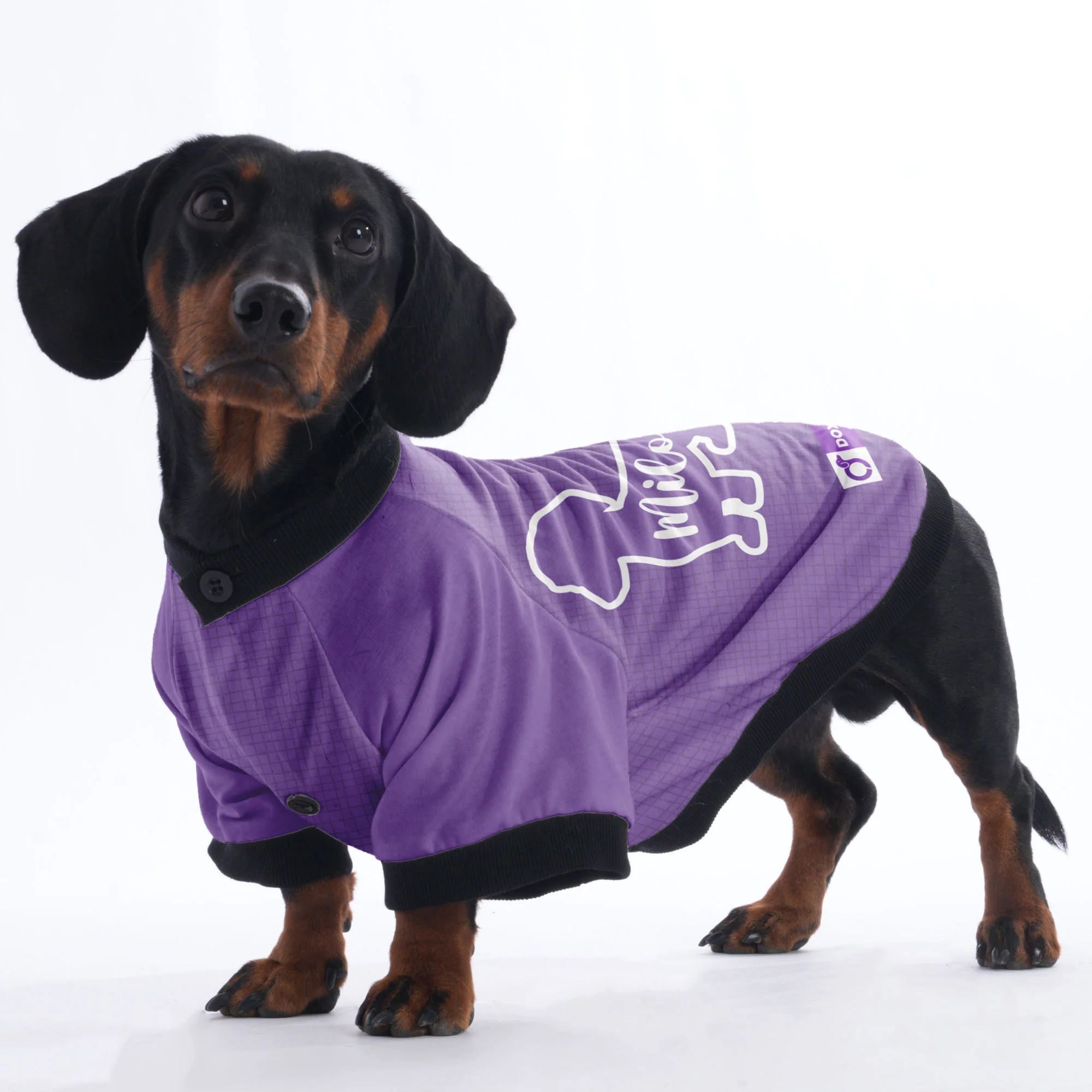 Custom Jacket for Dachshunds Featuring Your dachshund's Name - Image 5