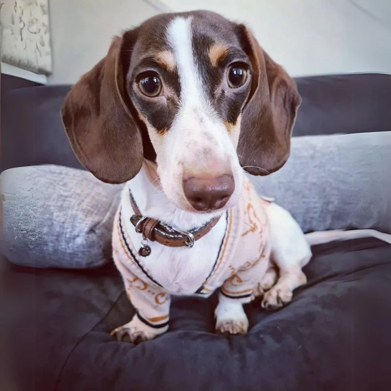 DachShawl Dachshund Cardigan - Image 7