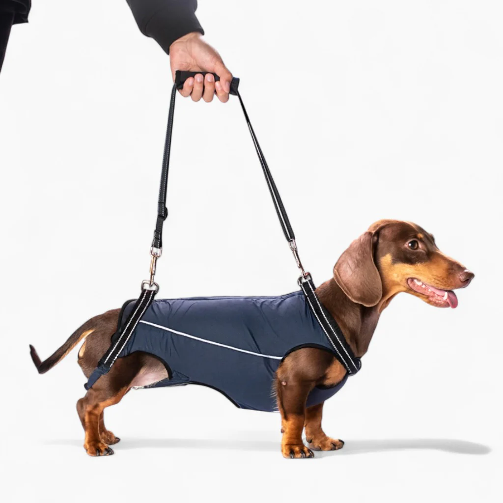 PawLift Dachshund Assist Belt – Support Harness for Elderly Disabled Dogs
