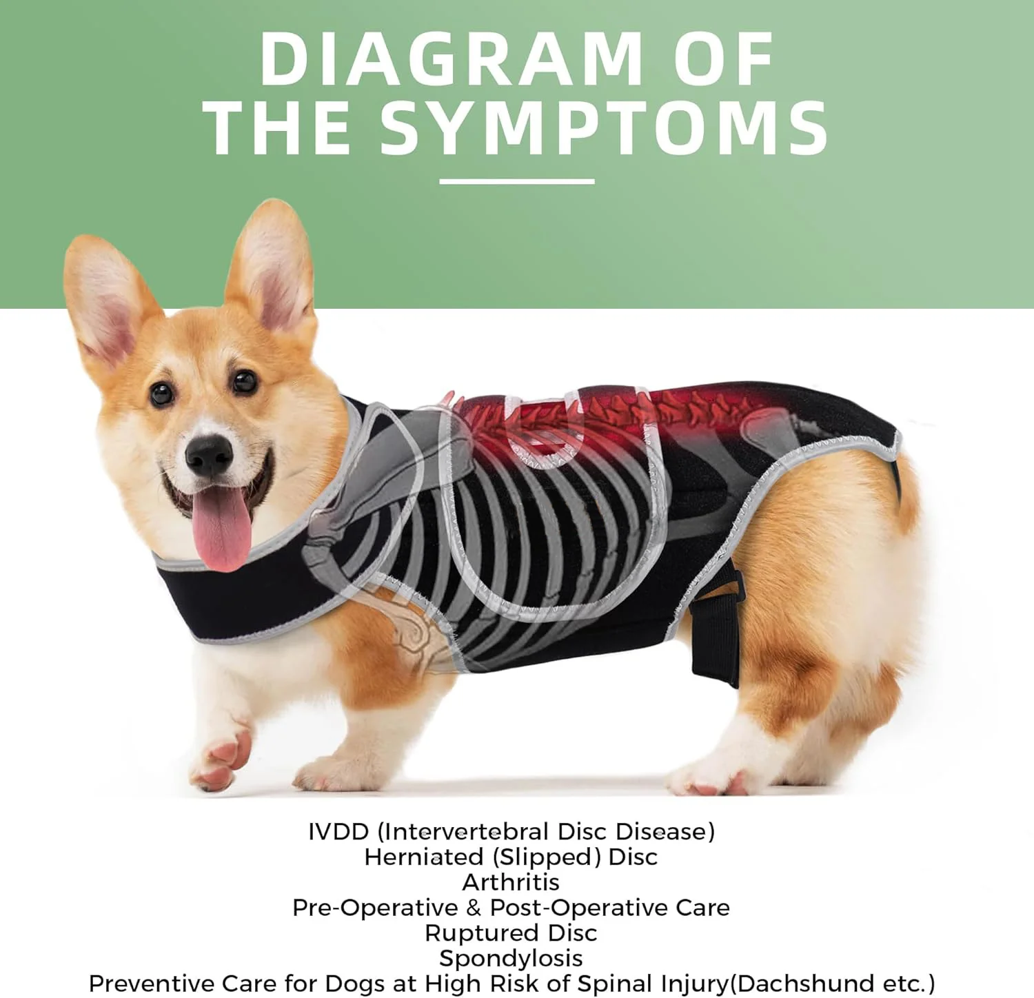 Dachshund Back Support Brace for IVDD Arthritis & Pain Management - Image 4