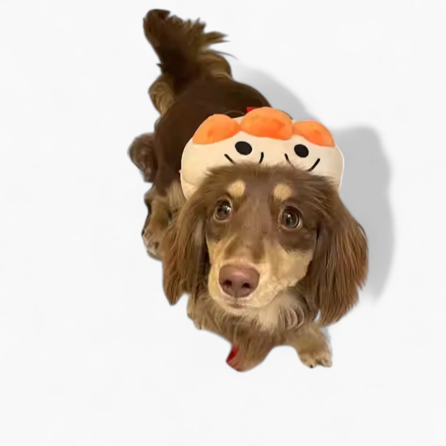 HarniBag Dachshund Backpack Harness – Cute Whimsical Plush Comfy Walks - Image 2
