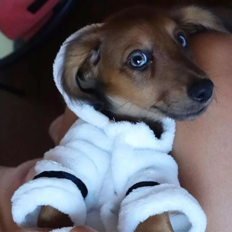 Dachshund Bath Robe Absorbent Cotton Hooded Nightgown - Image 3