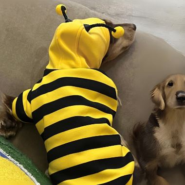 Dachshund Bee Costume Doxie Hooded Sweatshirt - Image 4