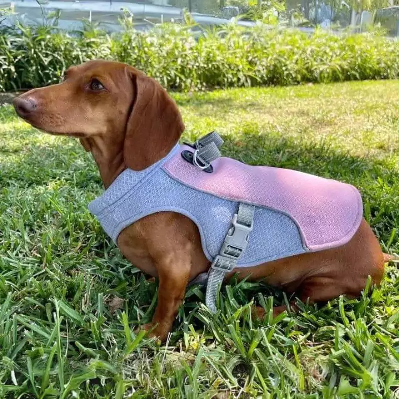 Dachshund Cooling Vest Ultimate Hot Weather Protection for Doxie - Image 2