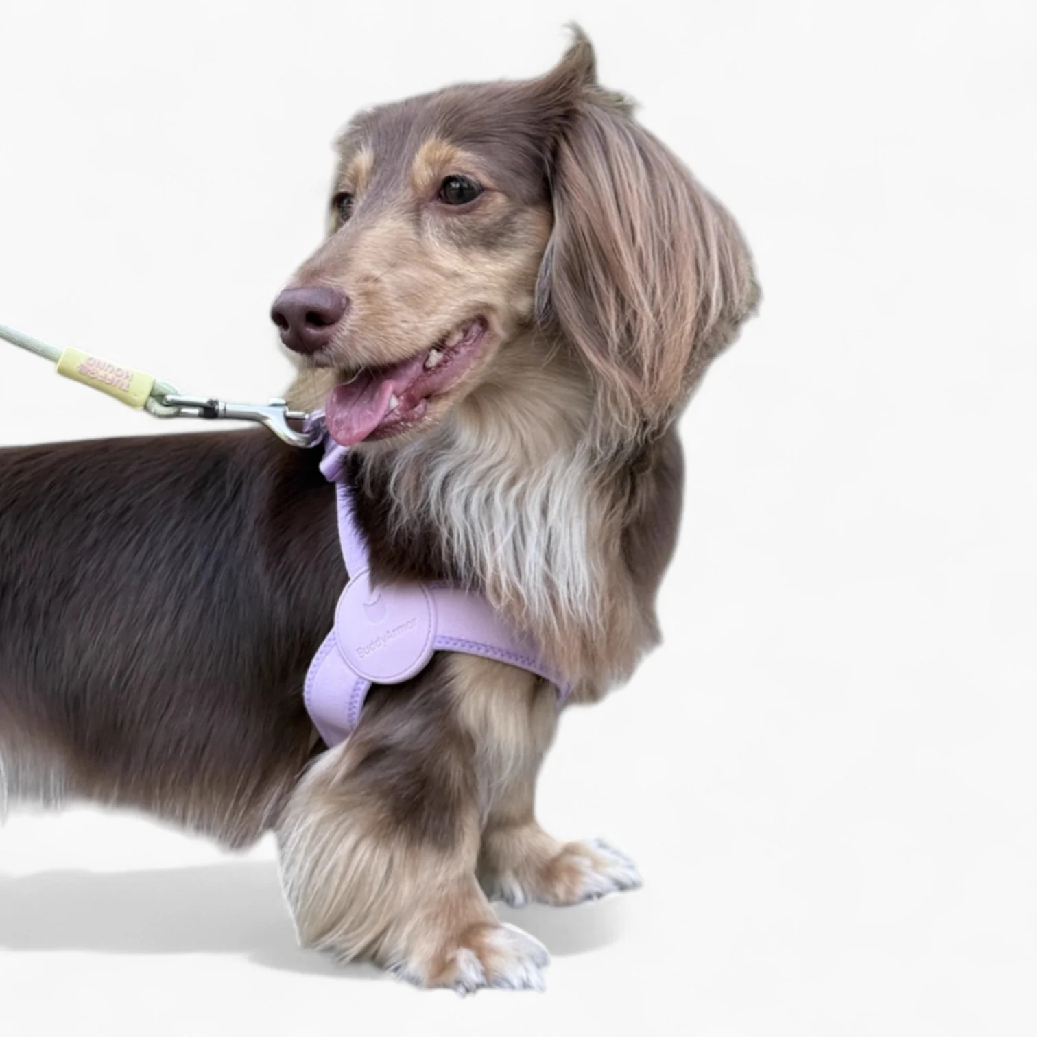 SoftFit Dachshund Harness and Leash – Ultra-Comfy No-Pull Design - Image 17