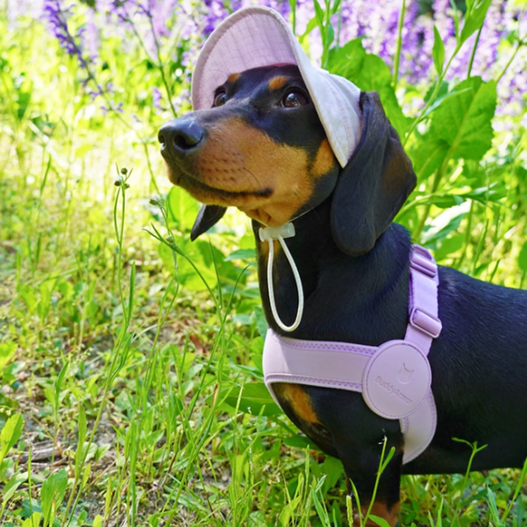SoftFit Dachshund Harness and Leash – Ultra-Comfy No-Pull Design - Image 2