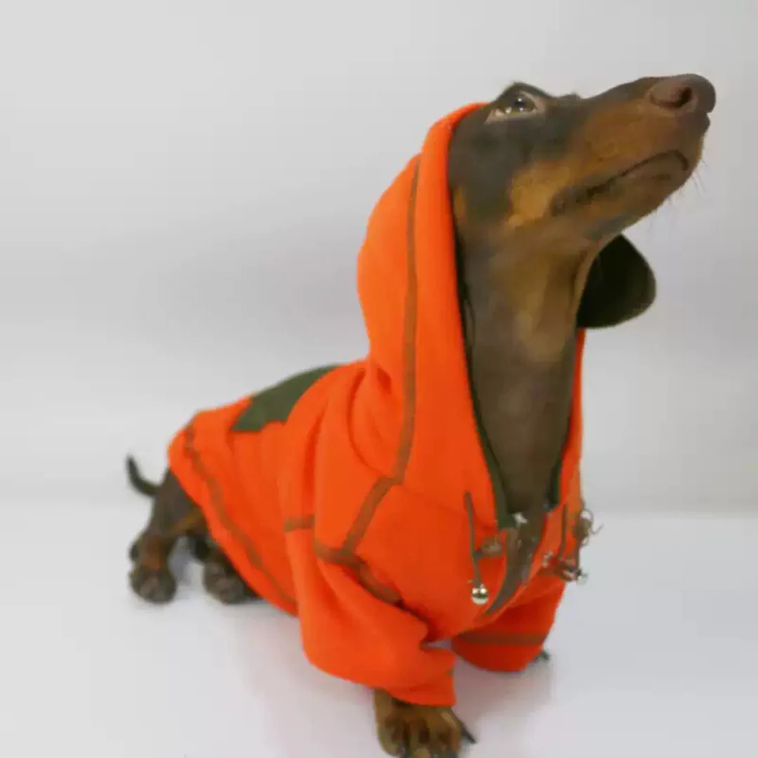 Dachshund Hoodie in Vibrant Orange