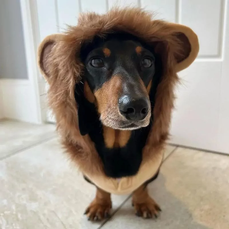 Dachshund Lion Costume Fun and Cozy Doxie Outfit - Image 3