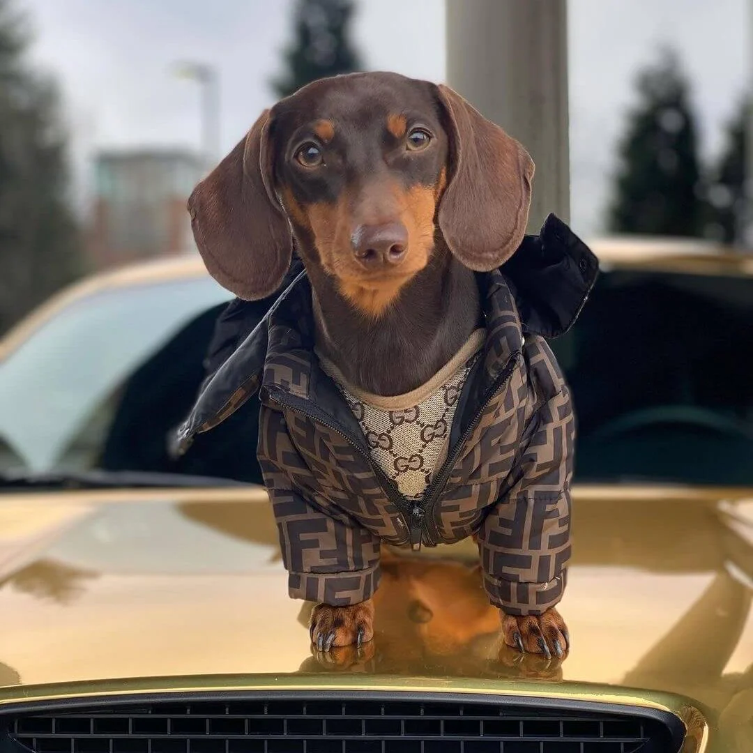 PuffDox Dachshund Puffer Jacket