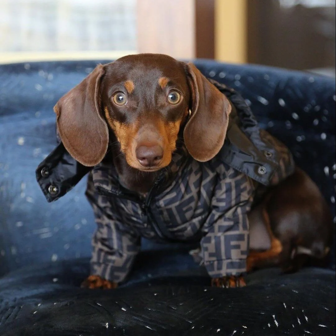PuffDox Dachshund Puffer Jacket - Image 2