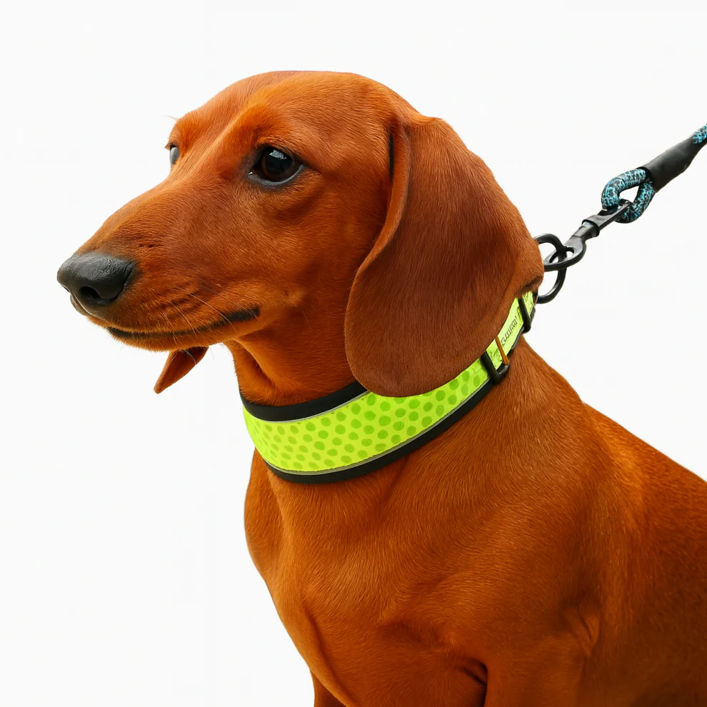 HexaPaw Dachshund Reflective Collar – Breathable Padded Dog Collar