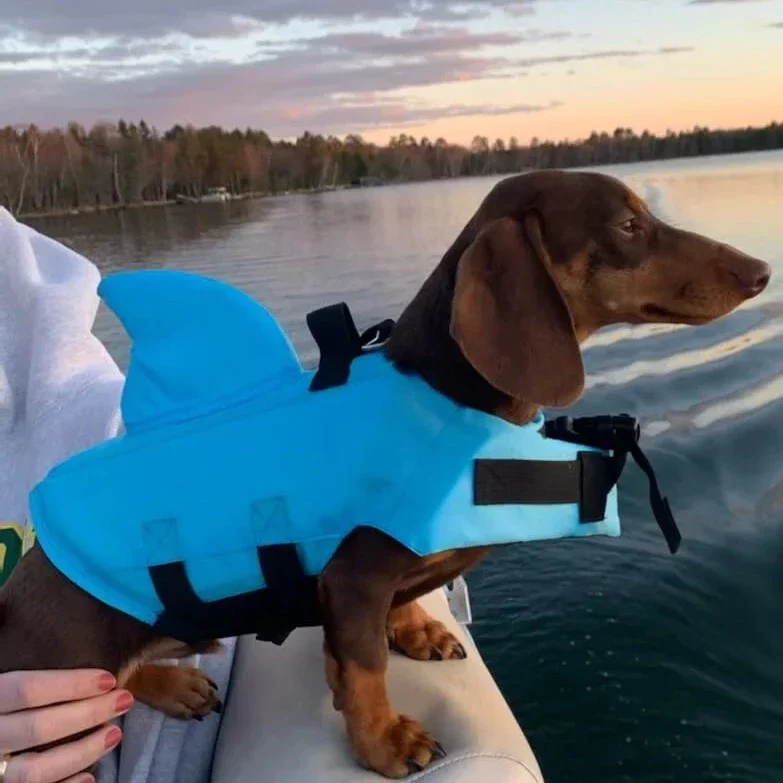 Dachshund Shark Vest for Playful Pups - Image 4